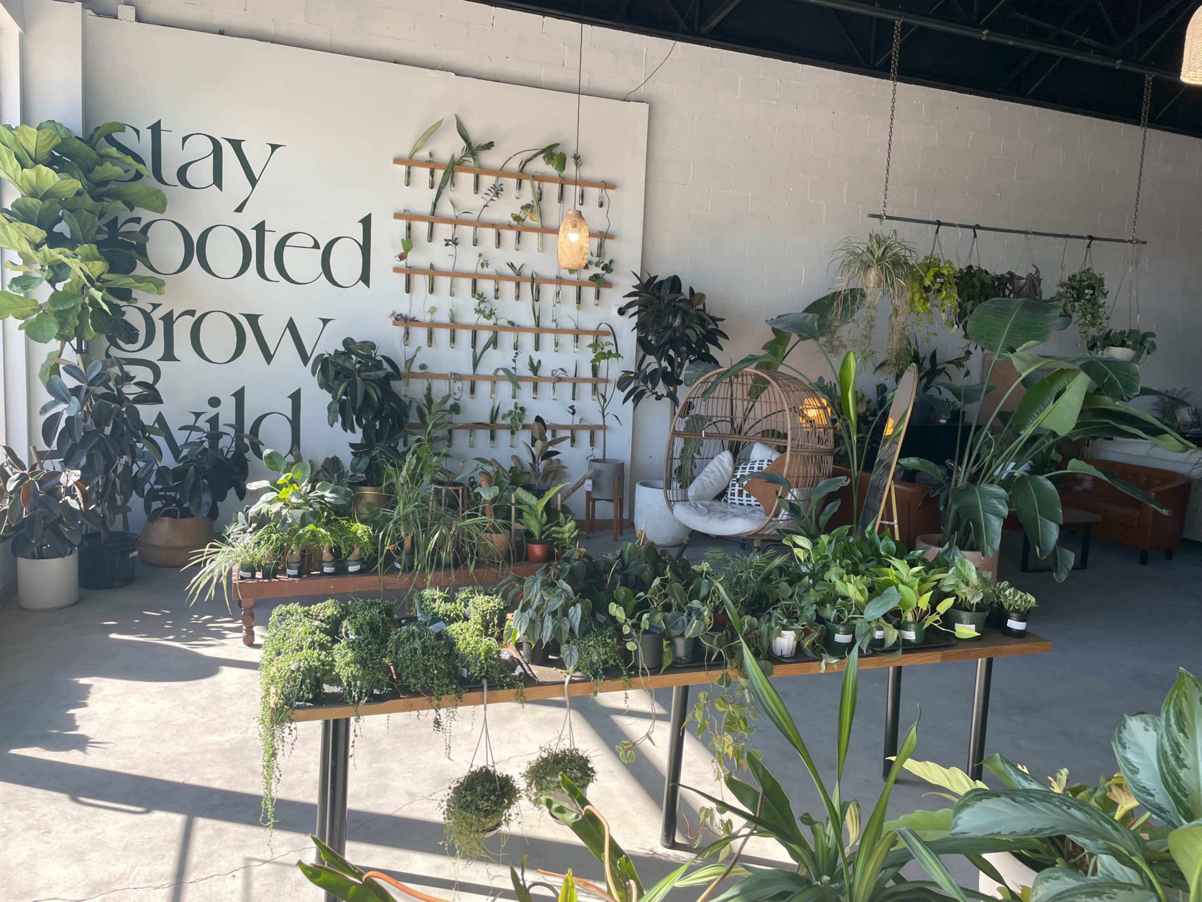 A bright indoor plant shop with various types of greenery displayed on shelves and tables, featuring a wall with the words "stay rooted, grow wild."