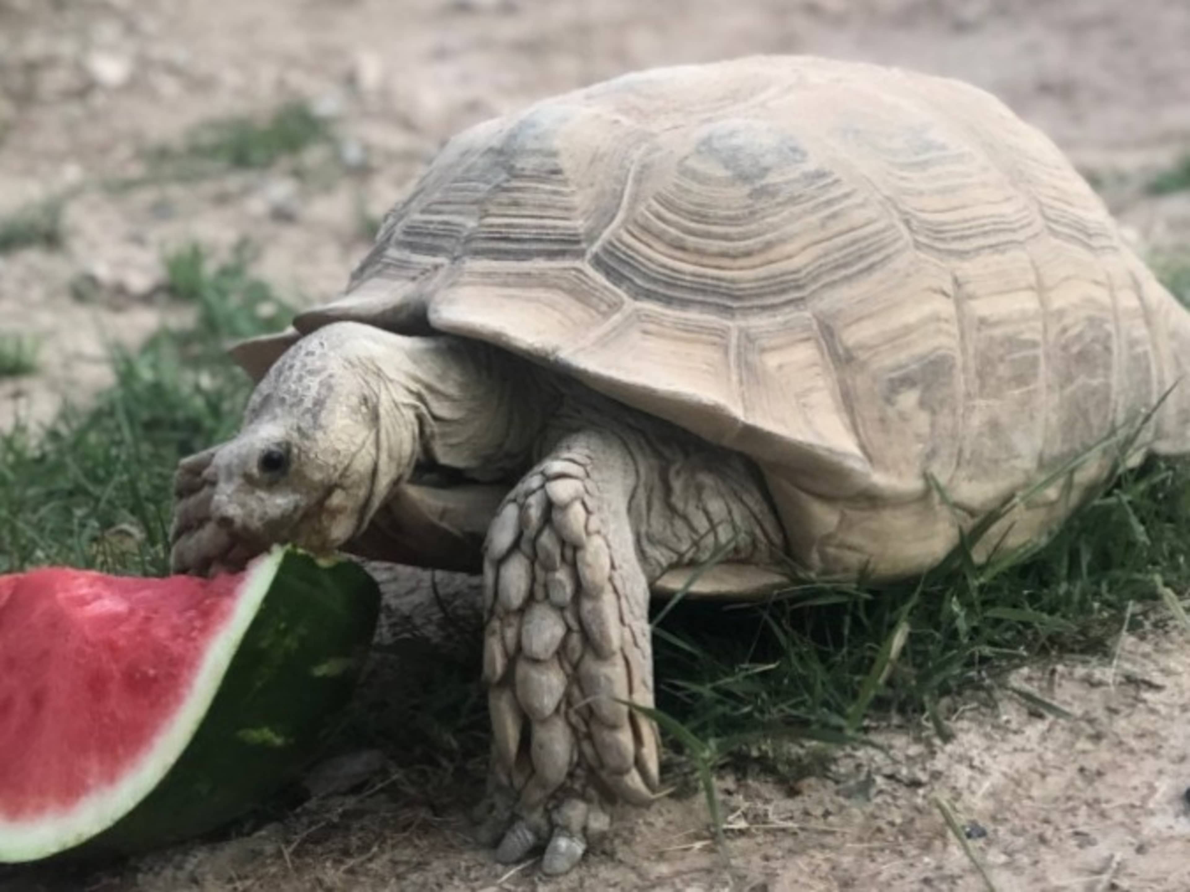 Meet Shelly! 100lbs African Spurred Sulcata Tort