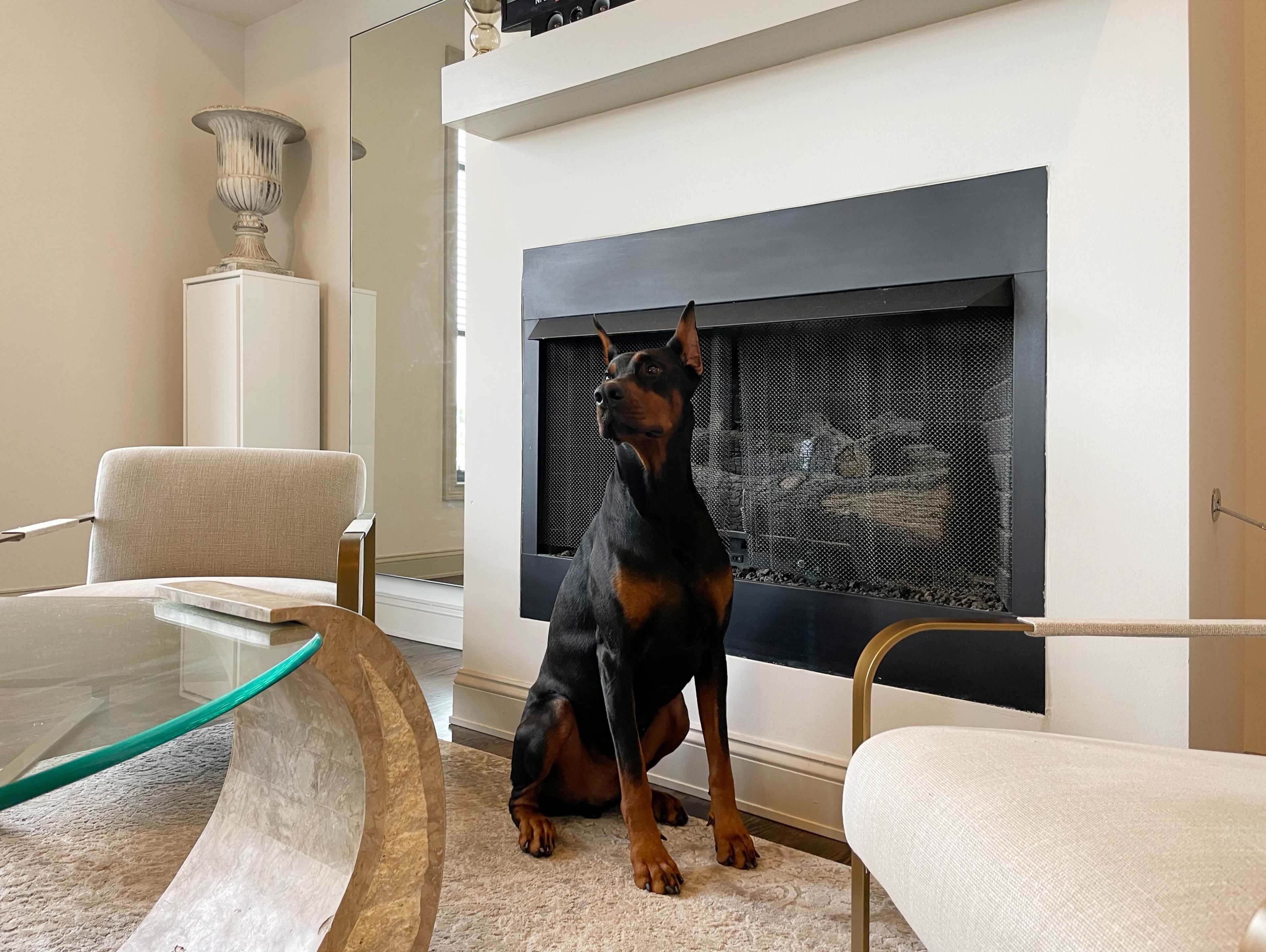 A Doberman sits next to a modern fireplace in a well-lit living room.