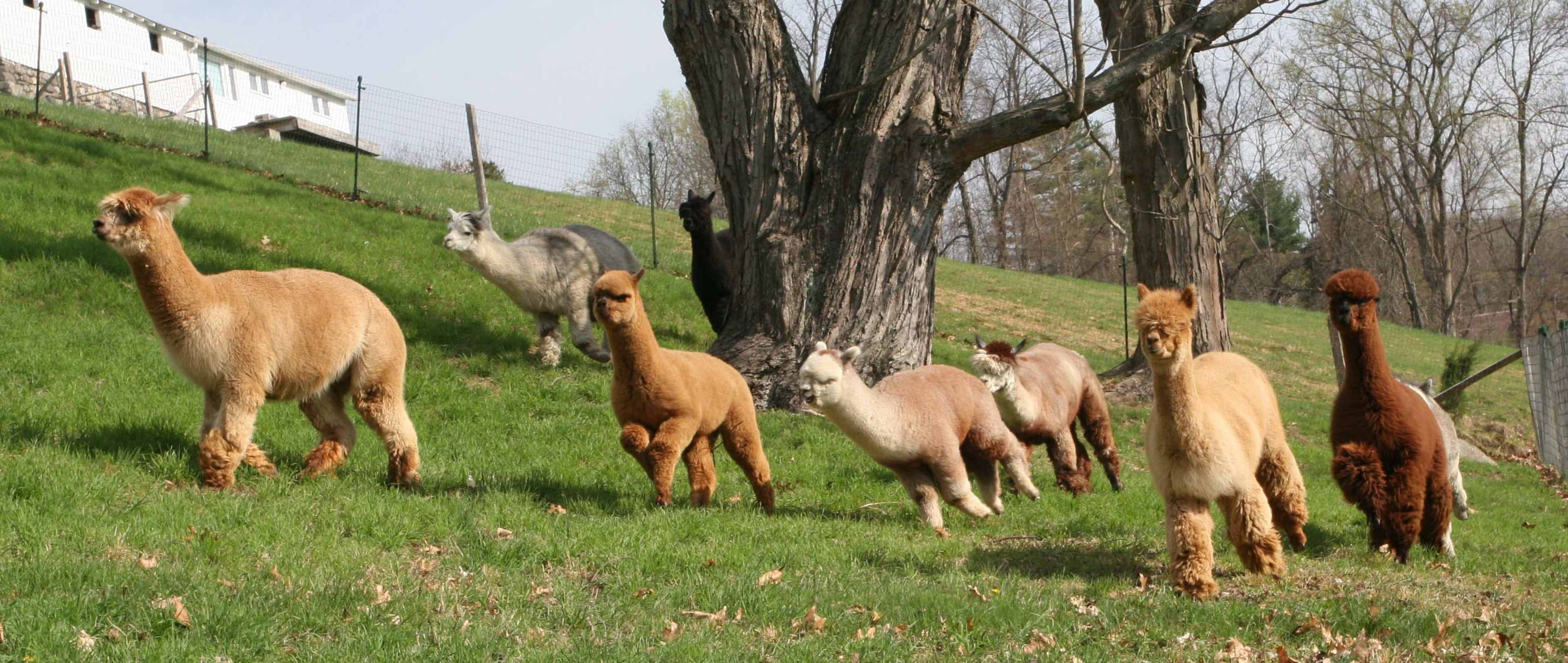 A group of alpacas walks across a grassy hillside near a tree.