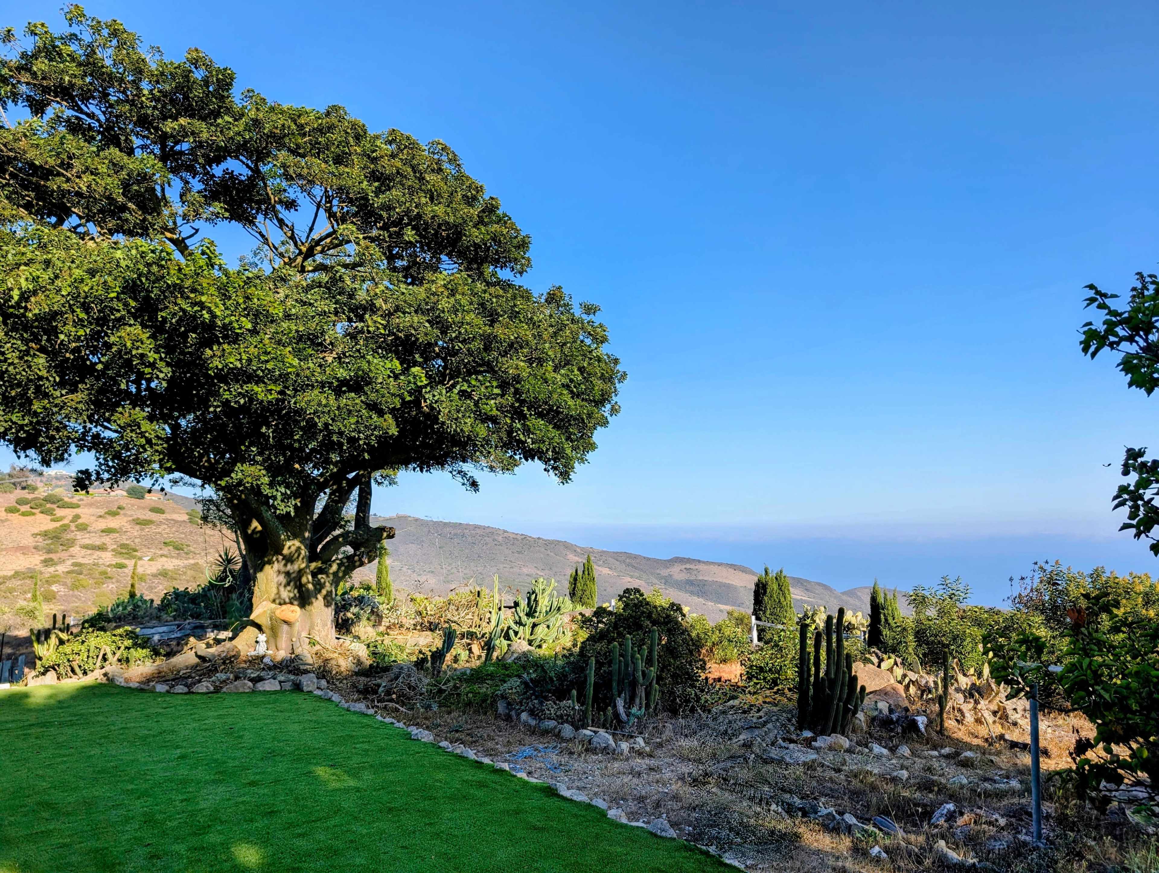 A large tree stands on a hill overlooking a landscape of cacti and hills under a clear blue sky.