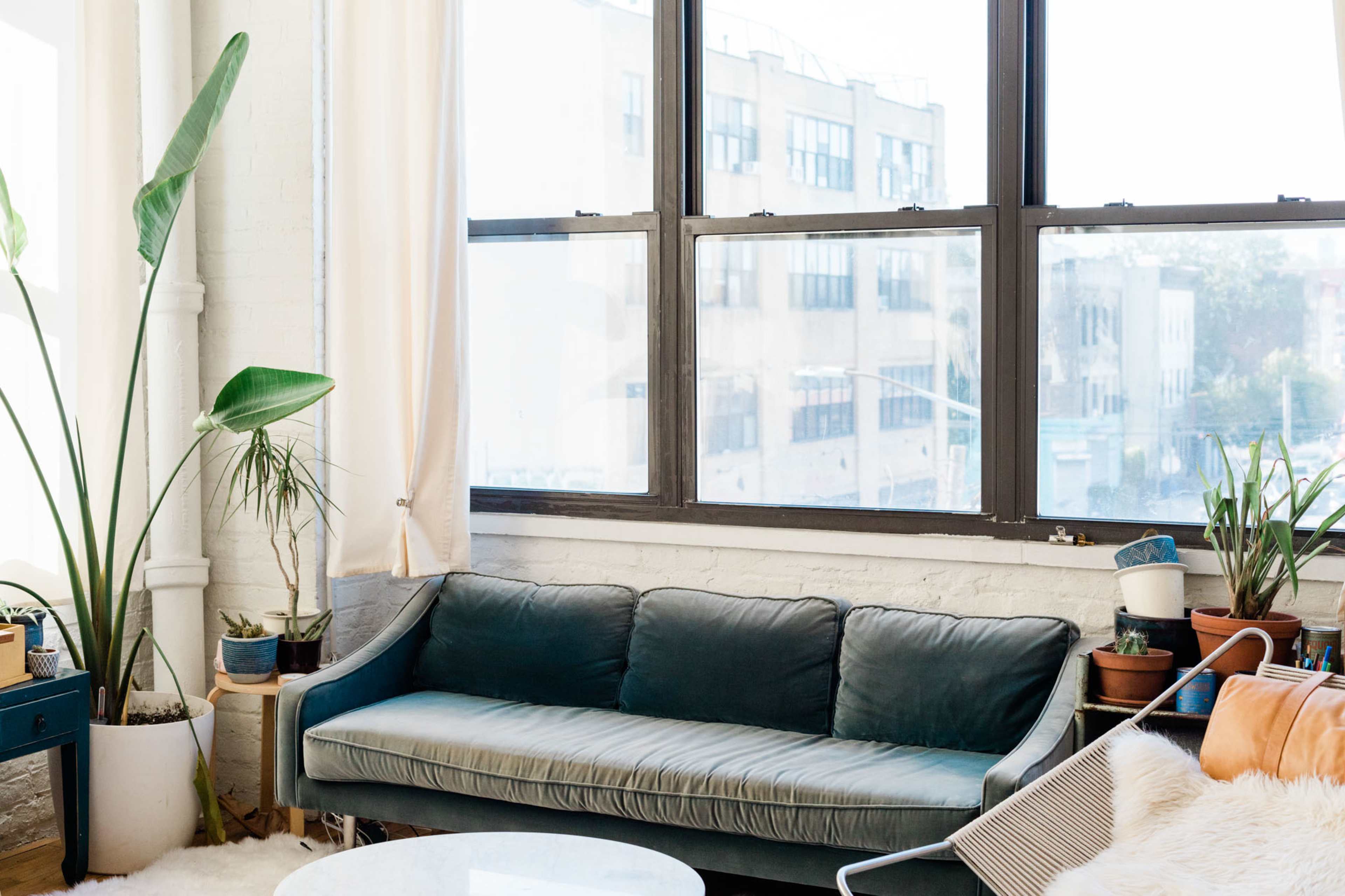 A blue sofa is positioned near large windows with several potted plants on the window sill and around the room.