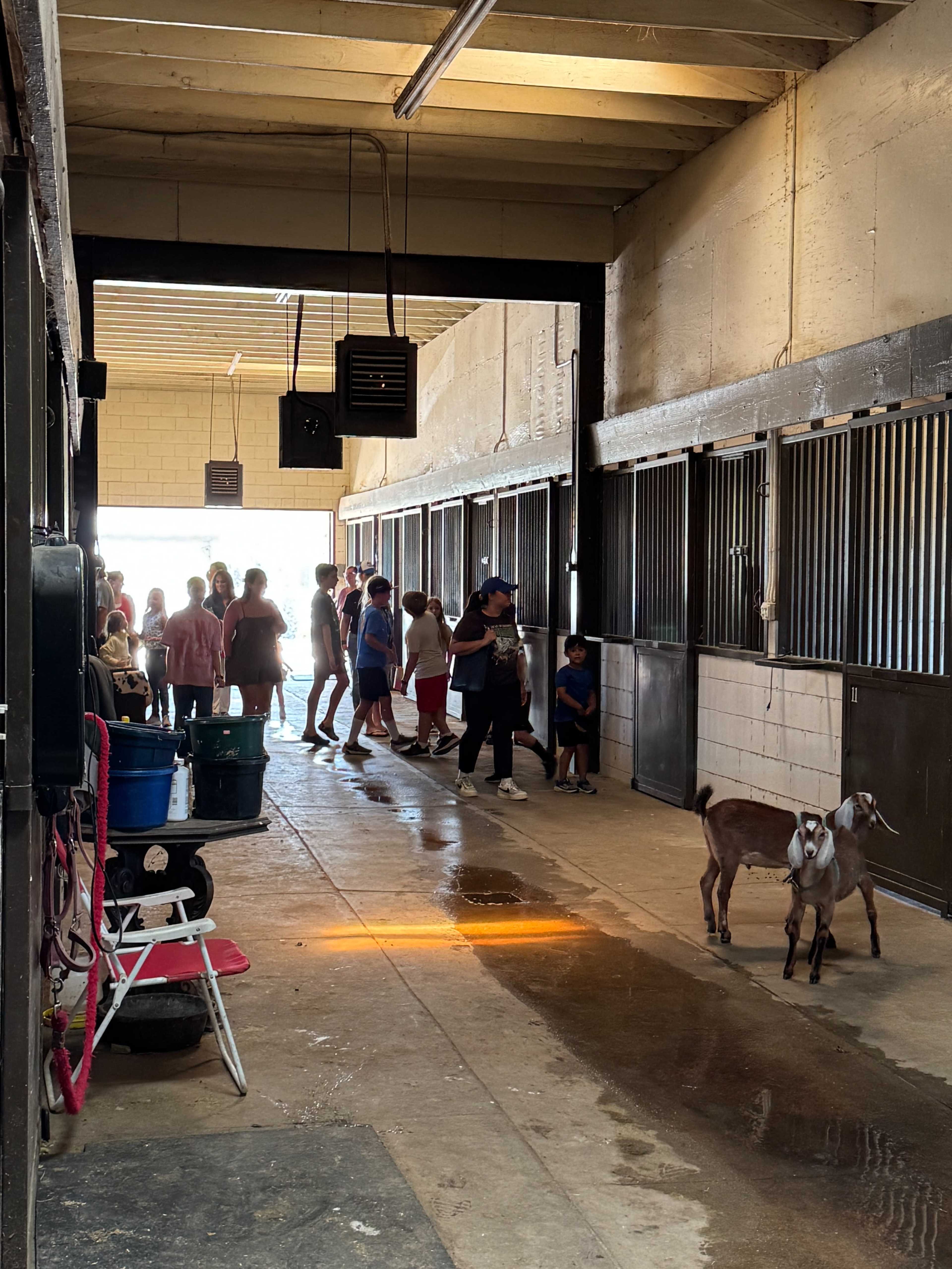 A group of people walks through a barn corridor, while a goat wanders near the floor.
