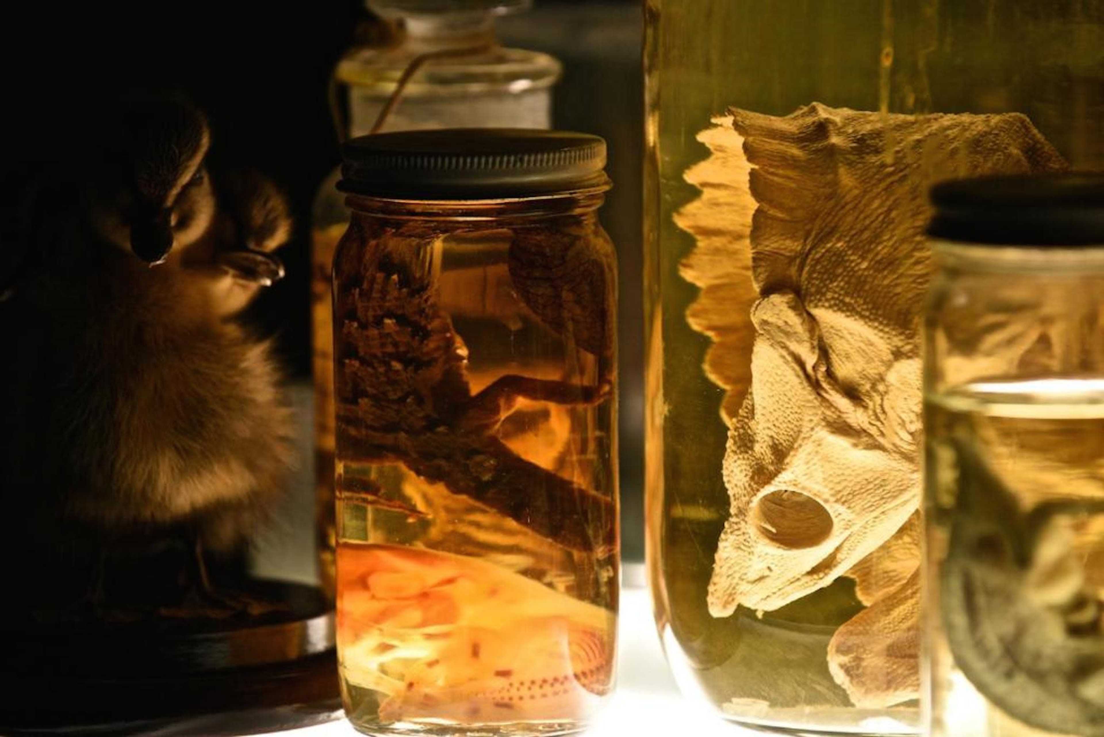 Various jars containing preserved specimens, including a small animal, a pinecone, and a fish head, arranged on a surface.