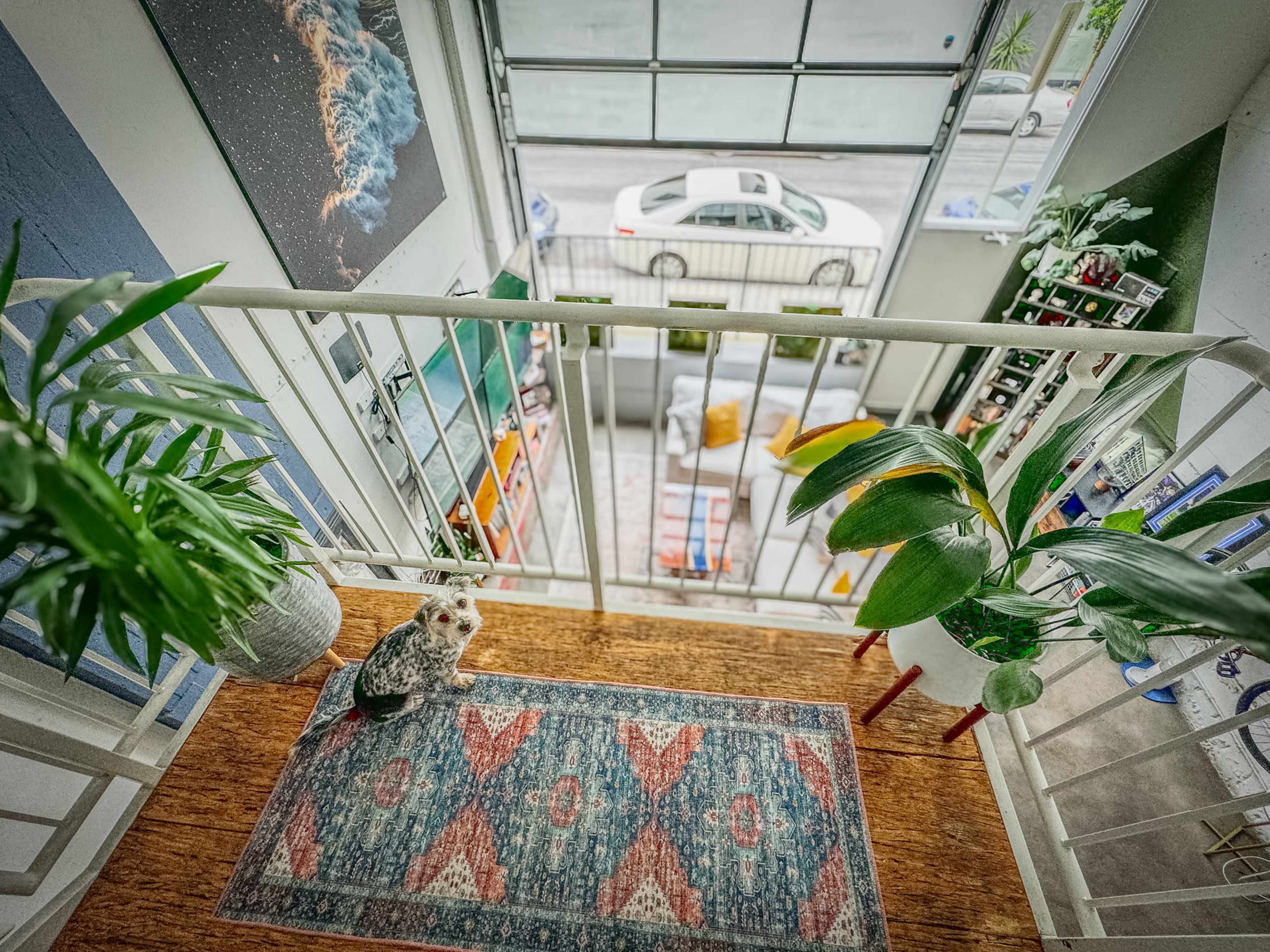 A cat sits on a patterned rug at the top of a staircase, overlooking a bright open space with large windows and plants.