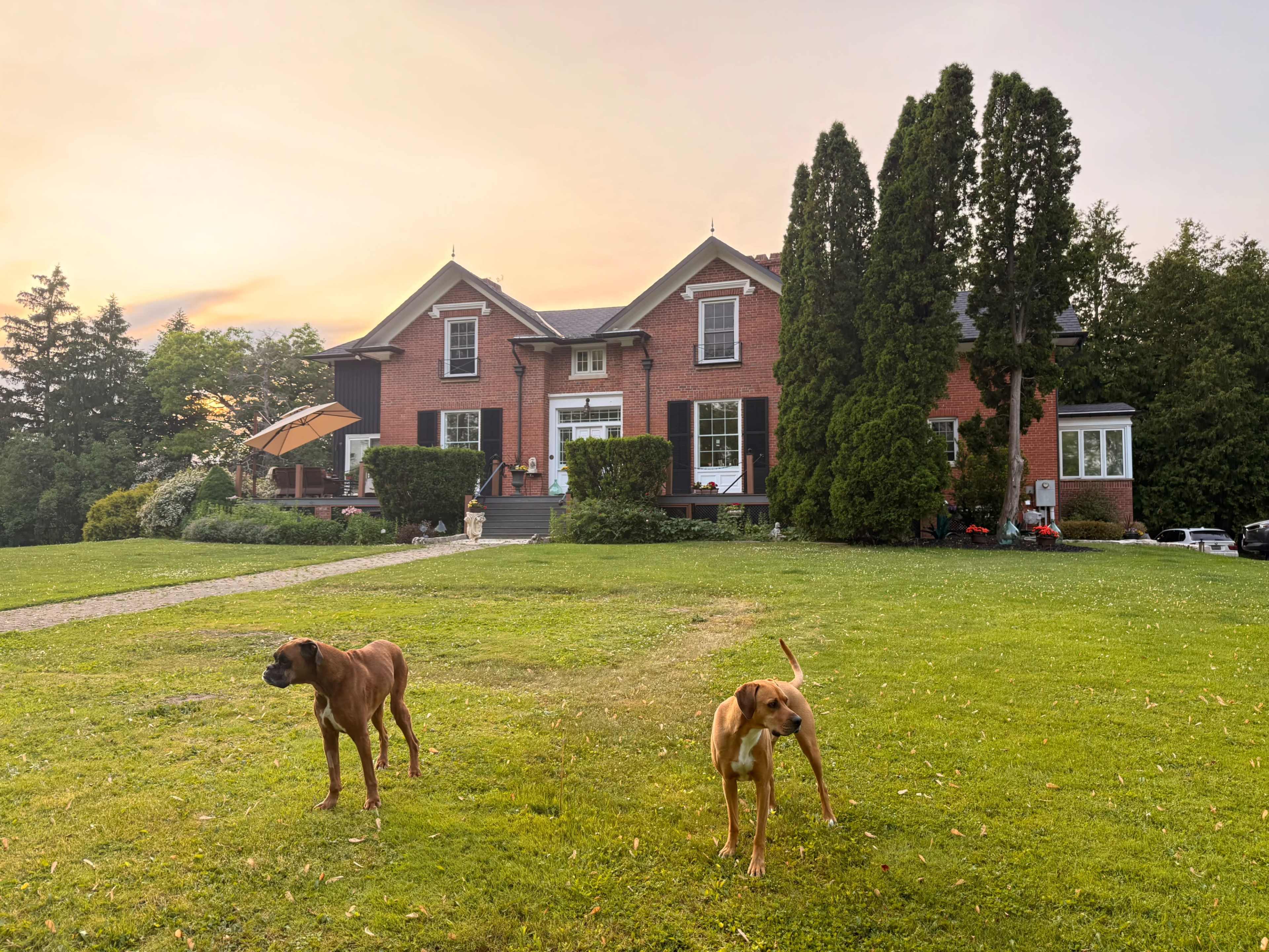 Two dogs stand on a grassy lawn in front of a large brick house at sunset.