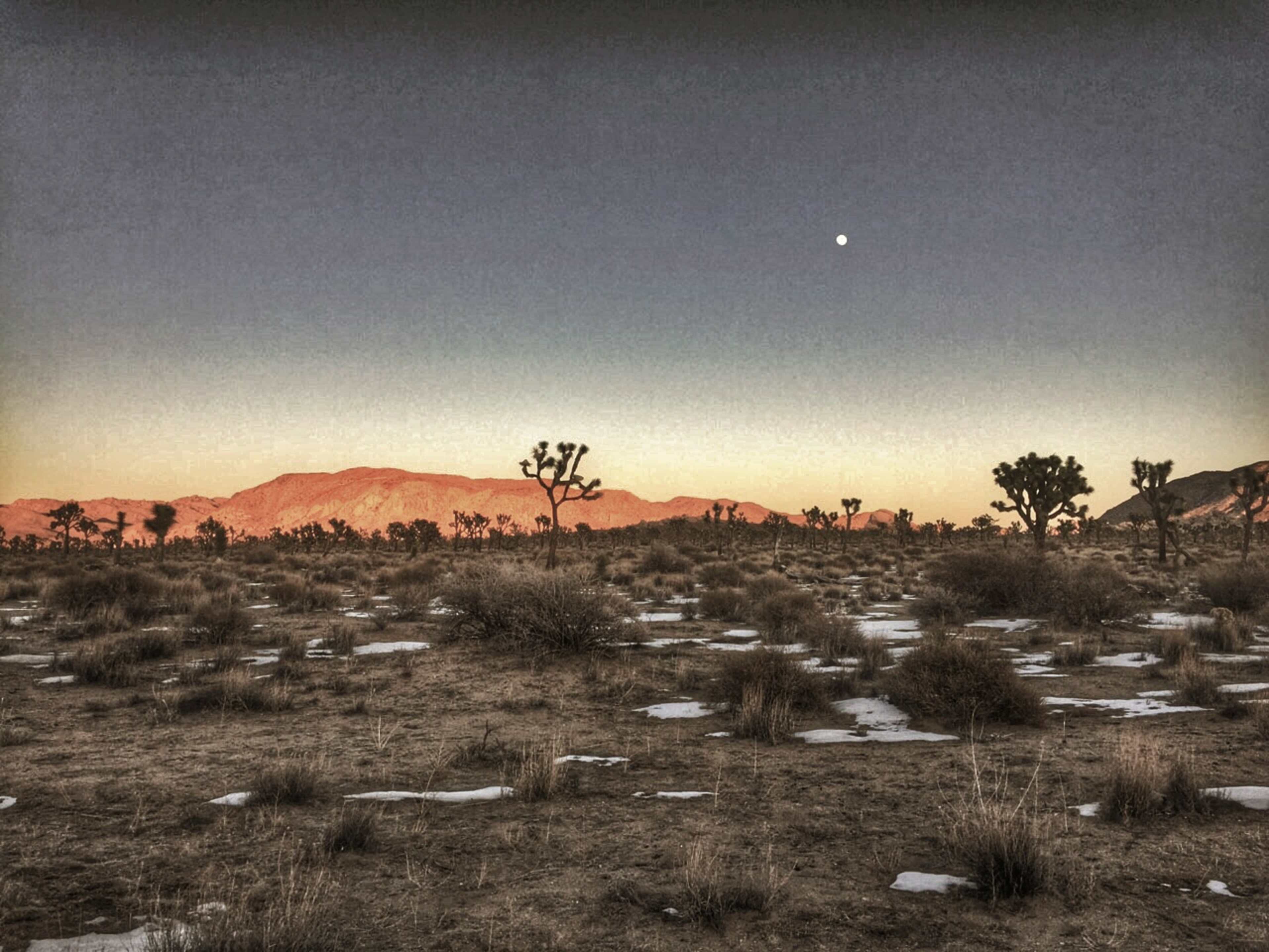 A barren landscape with Joshua trees and sparse vegetation under a twilight sky featuring a visible moon and distant mountains.