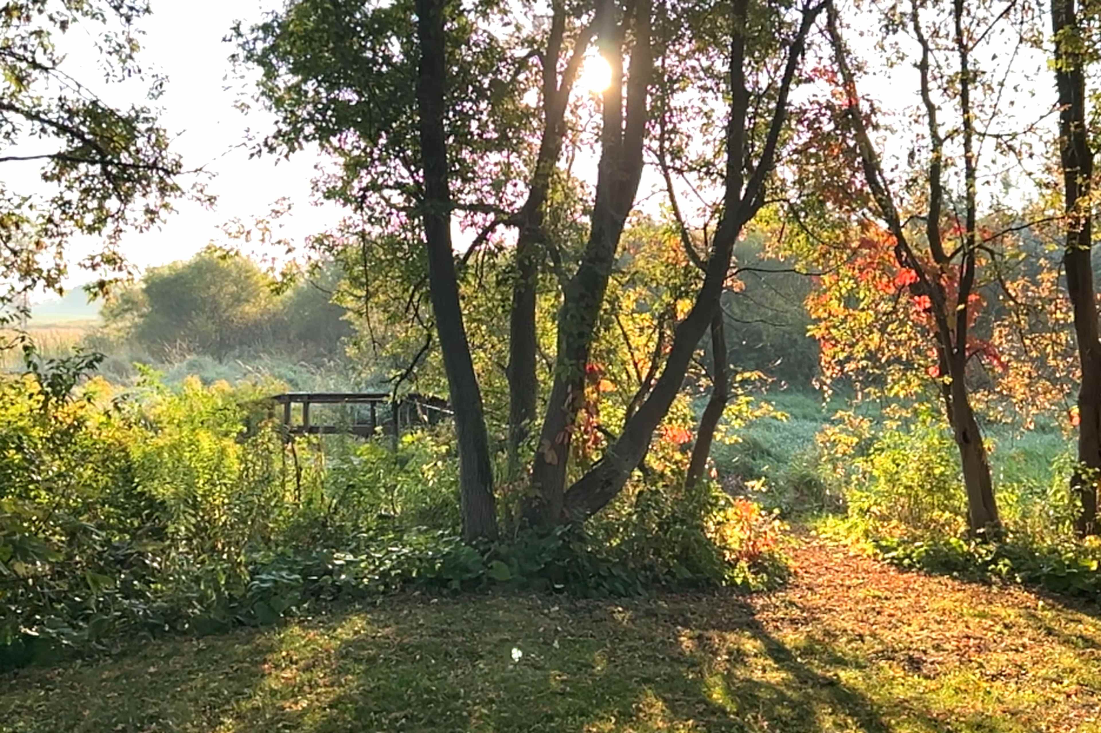 Sunlight filters through trees in a lush, green landscape with colorful foliage.