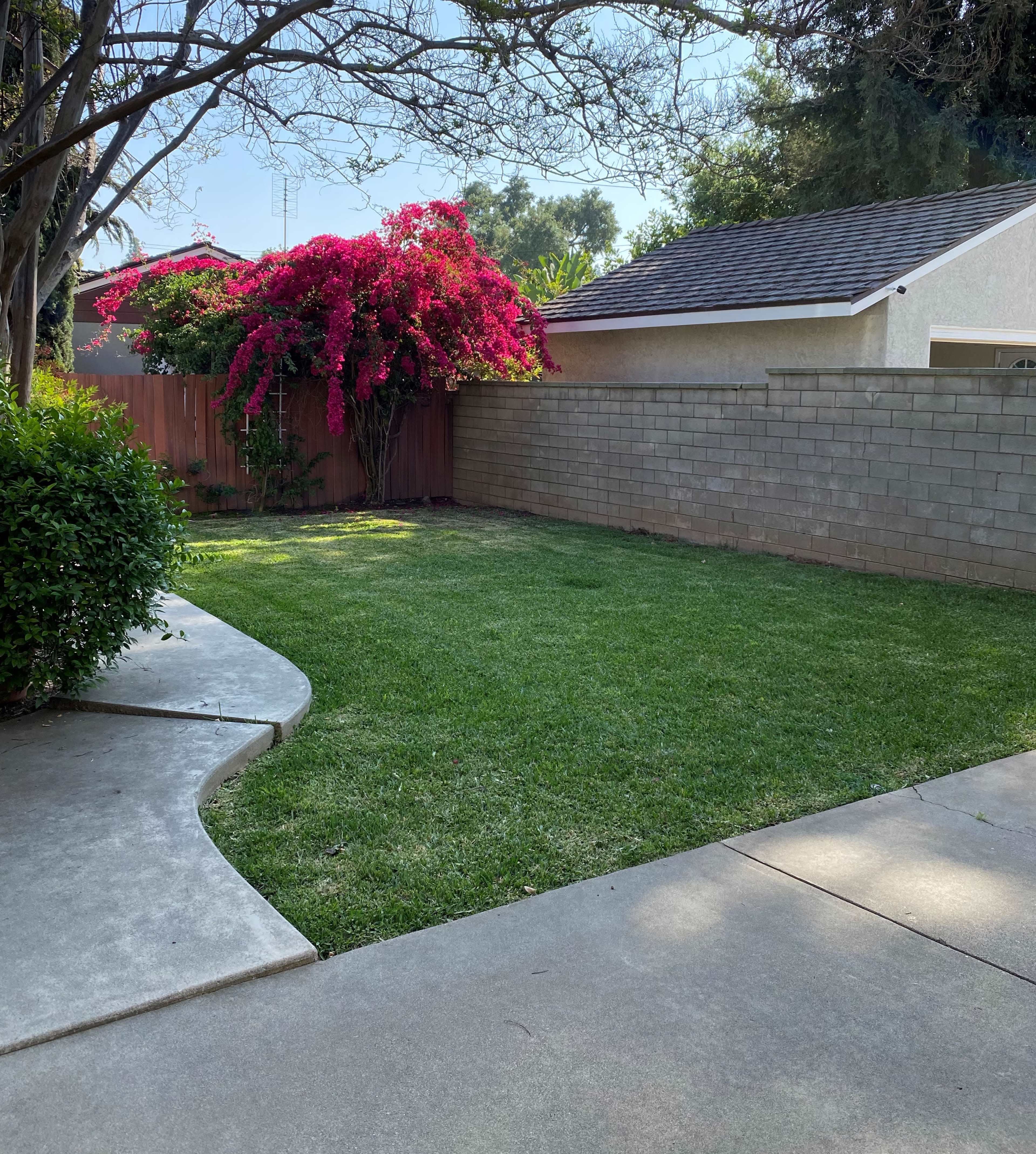 A well-maintained backyard features a green lawn bordered by a curved concrete path and a wall, with vibrant flowering plants in the background.