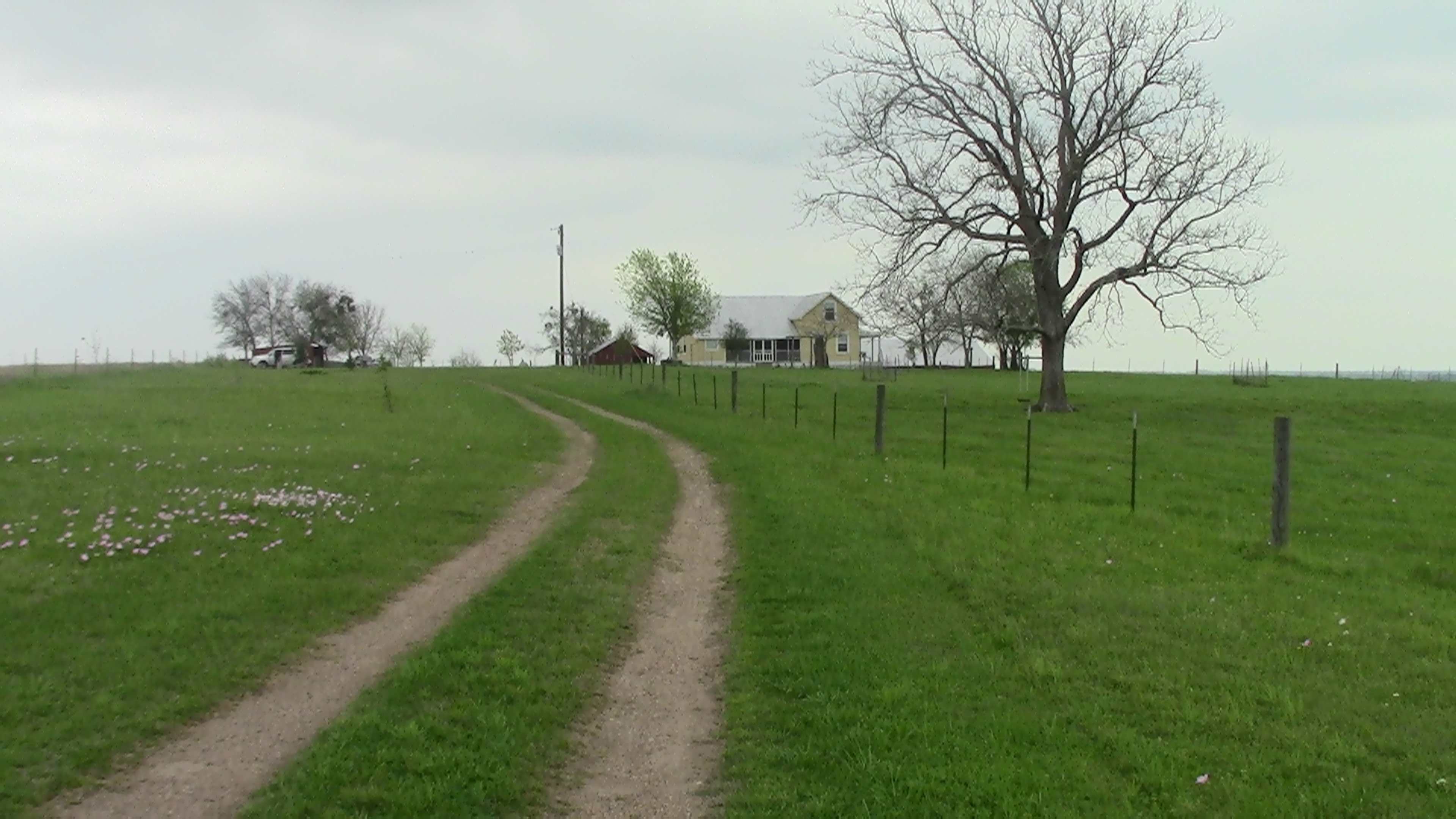 A dirt road winds through a grassy field leading to a house and a large bare tree in the distance.