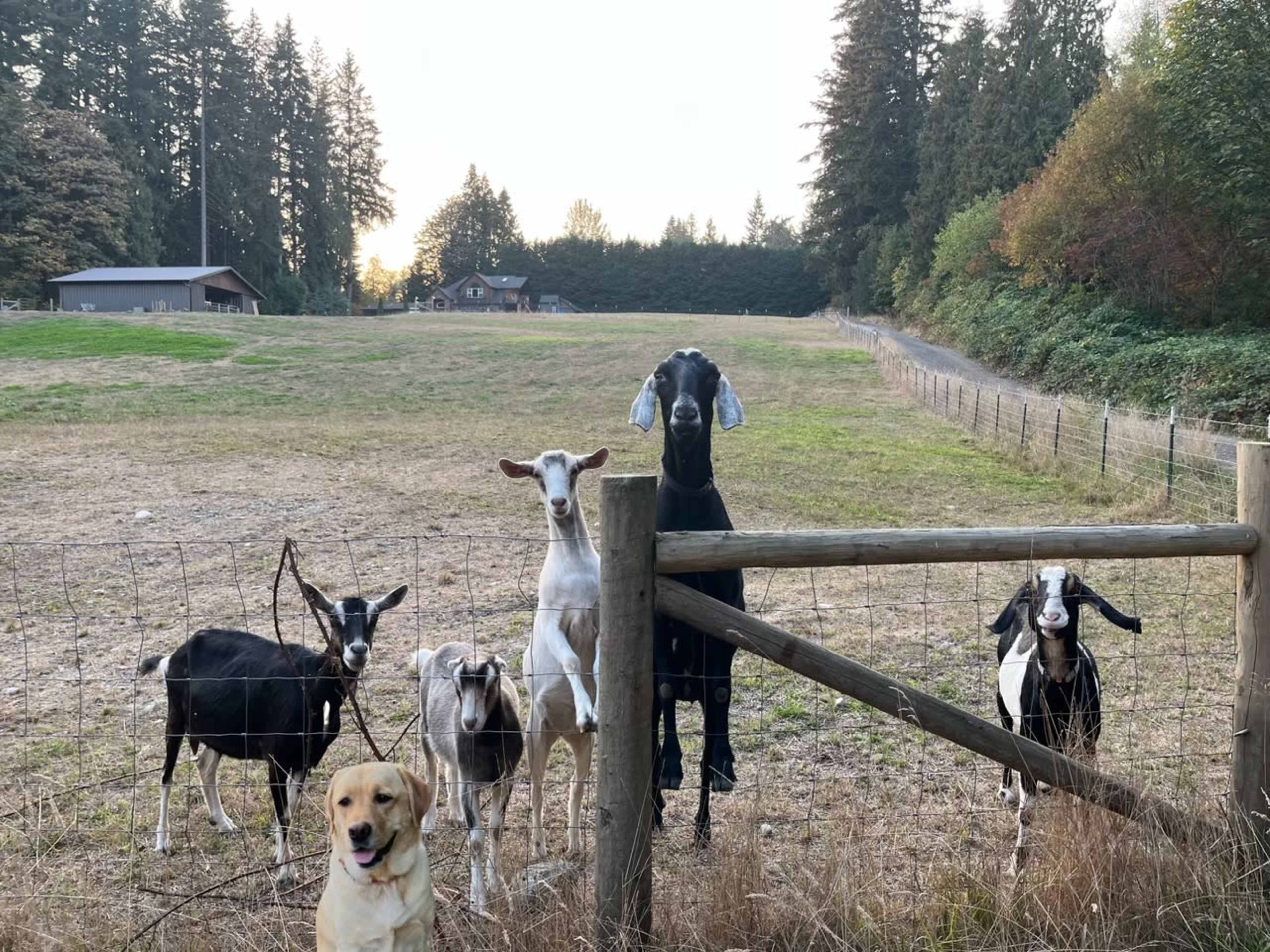 A group of six goats and a yellow Labrador retriever are standing near a wooden fence in a grassy field surrounded by trees.