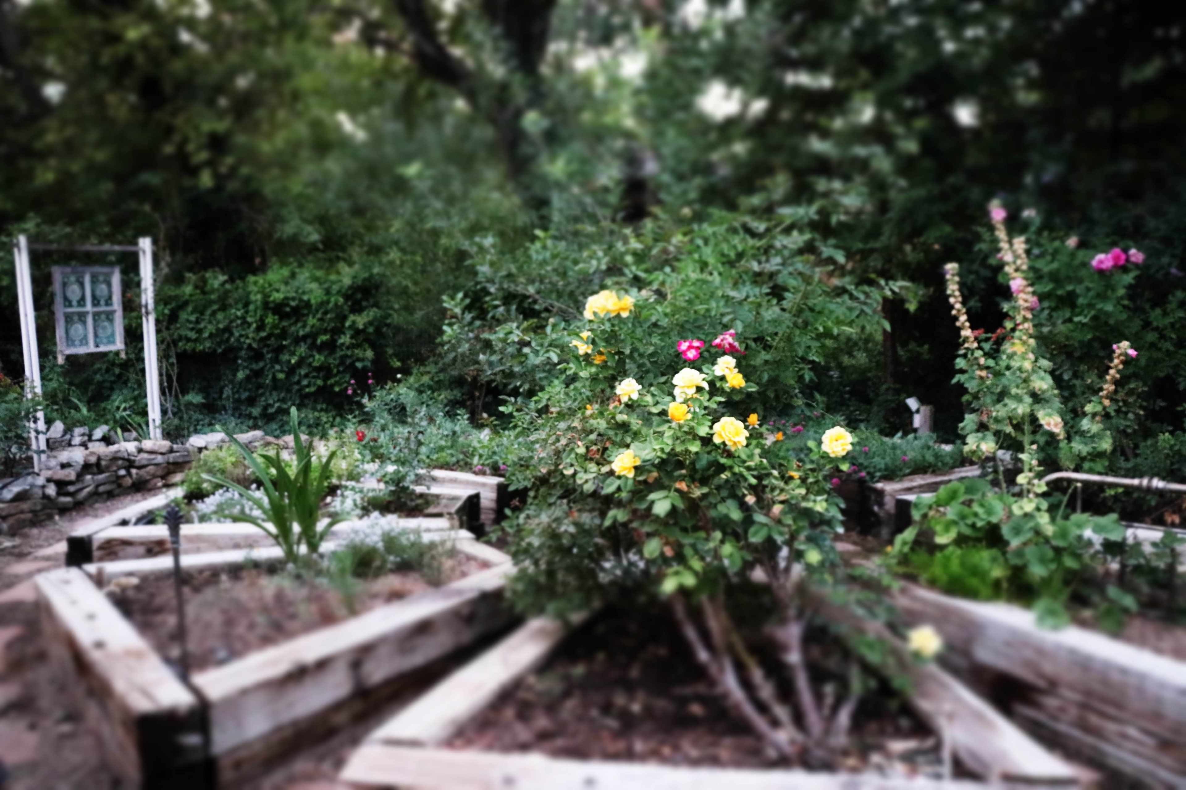 A garden features raised beds arranged in a geometric pattern, with a vibrant rose bush and various plants surrounded by greenery.