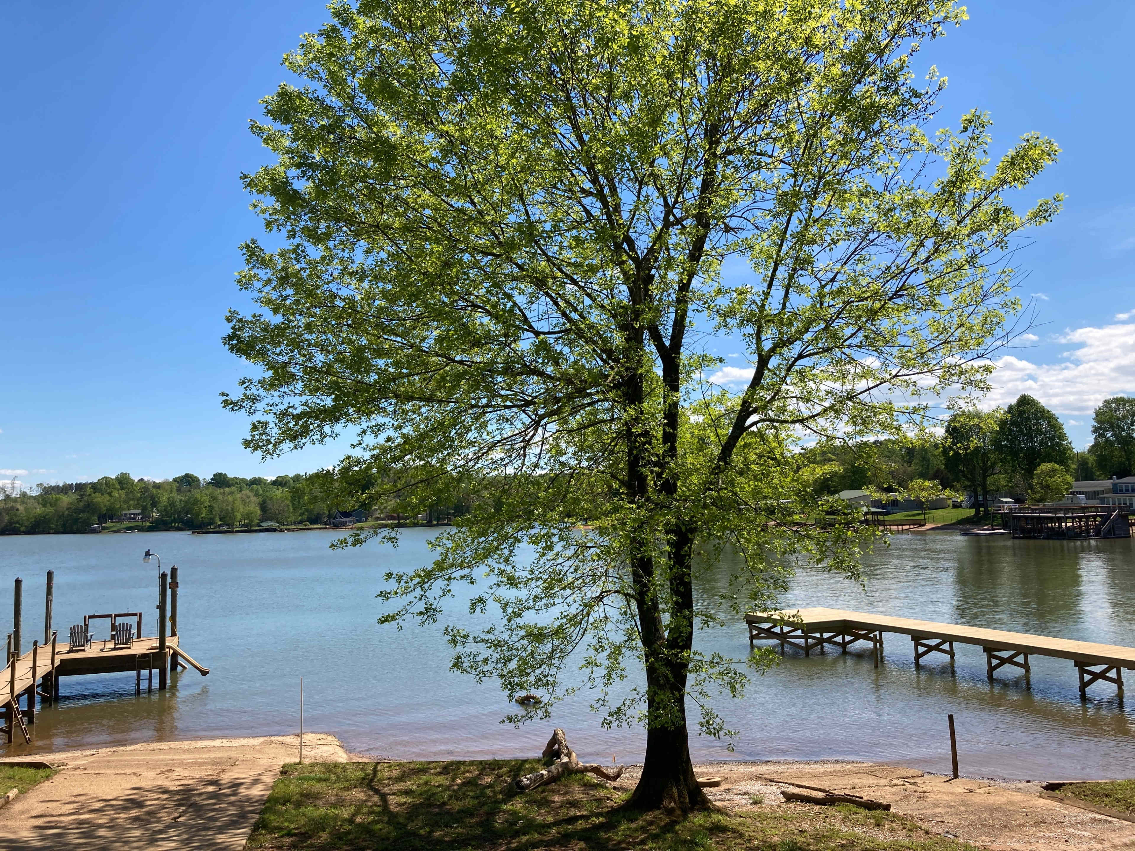 A large tree stands beside a calm lake with wooden docks extending into the water.