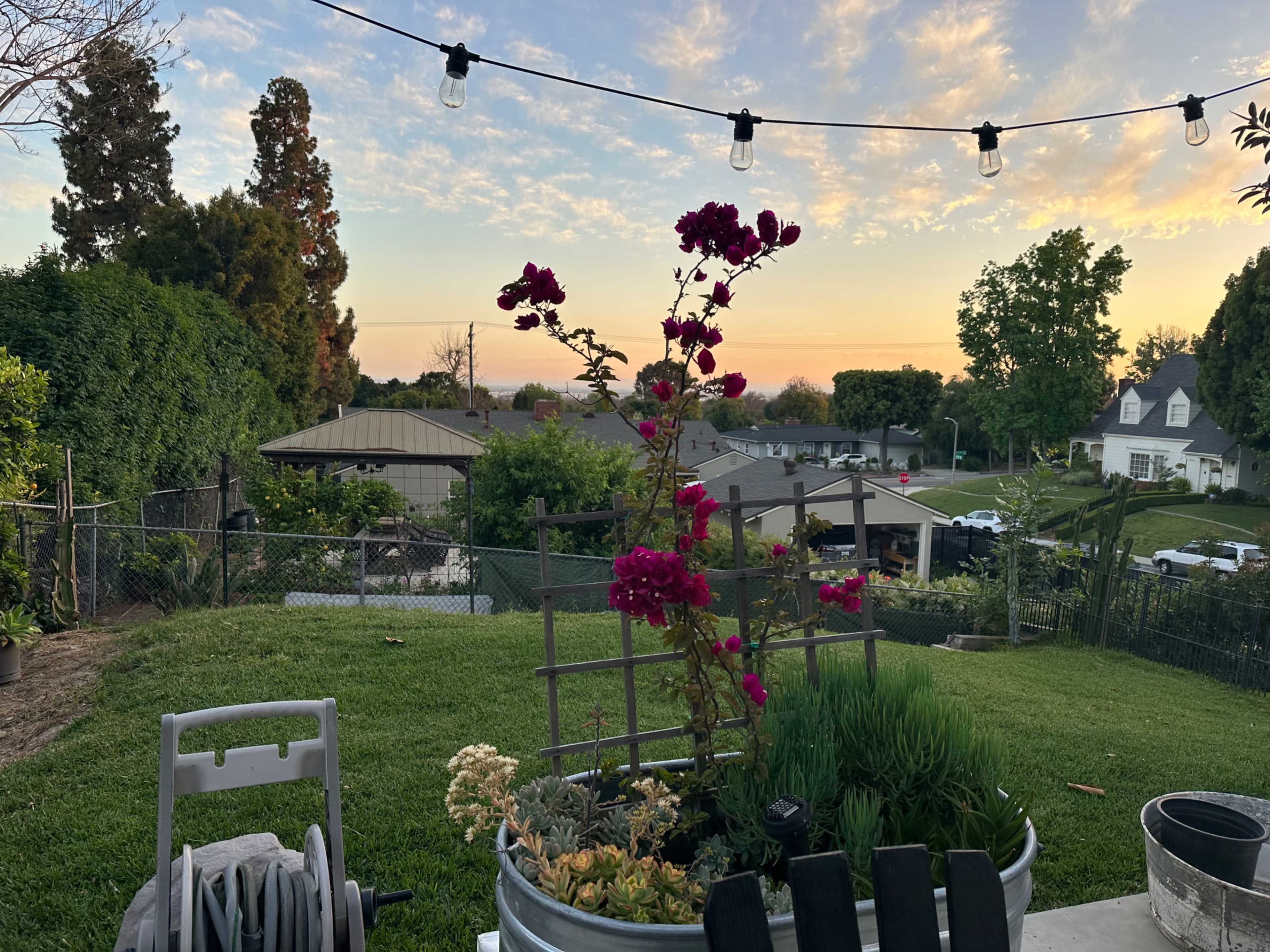 A flowering plant is placed in a metallic container on a lawn with a sunset backdrop and string lights overhead.