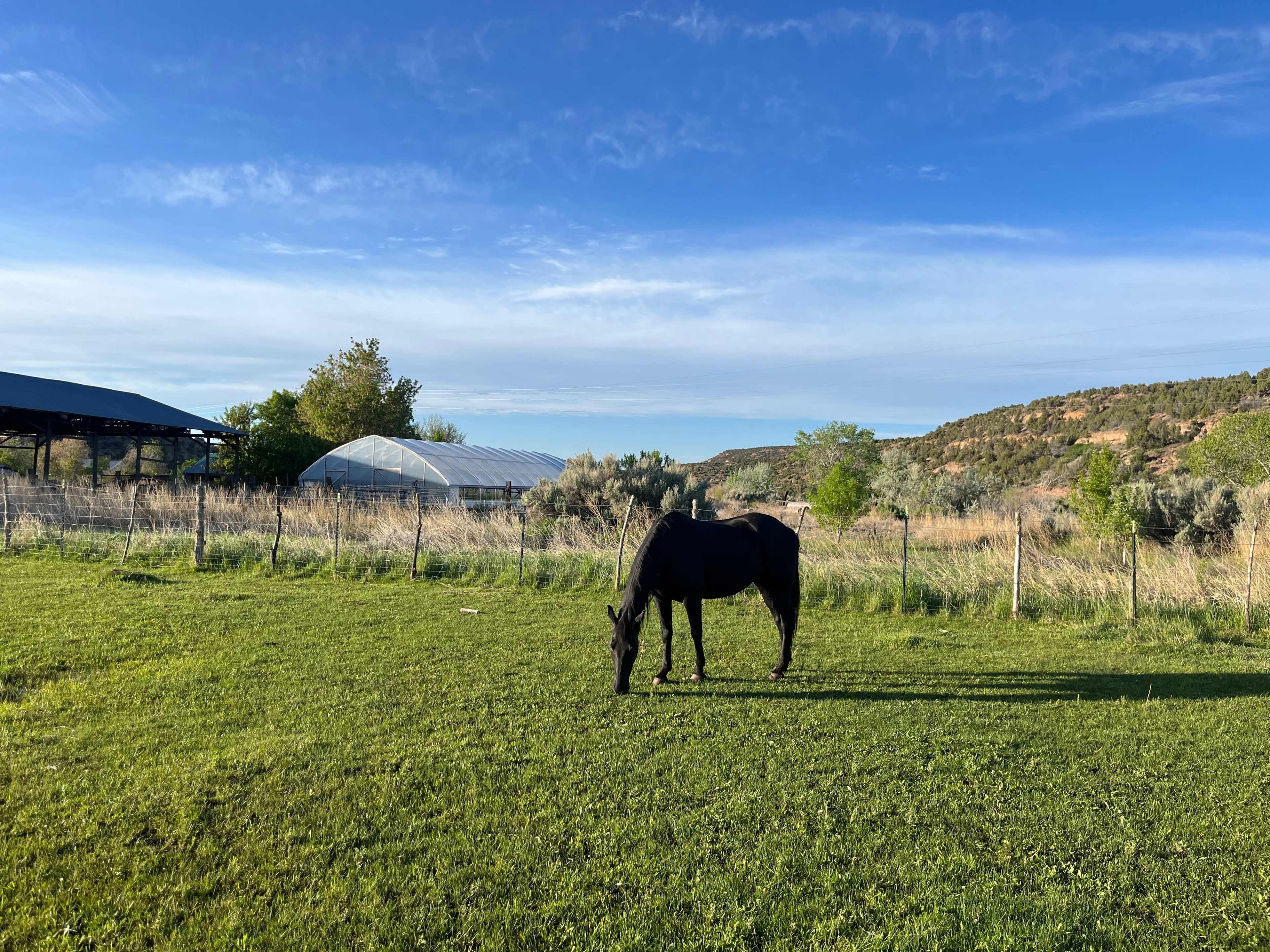 A black horse grazes on green grass in a field near a greenhouse and rolling hills under a clear blue sky.