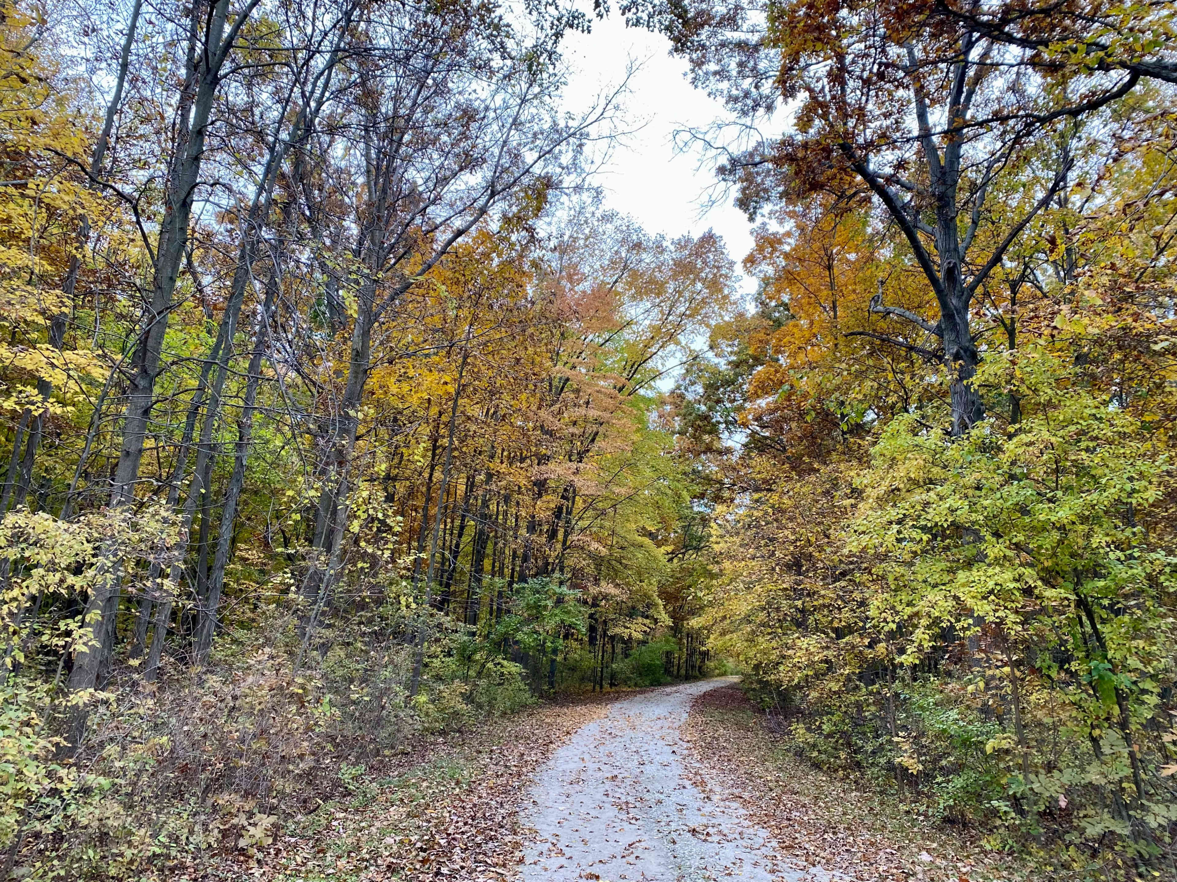 A winding gravel path runs through a forest with autumn-colored leaves on the trees.