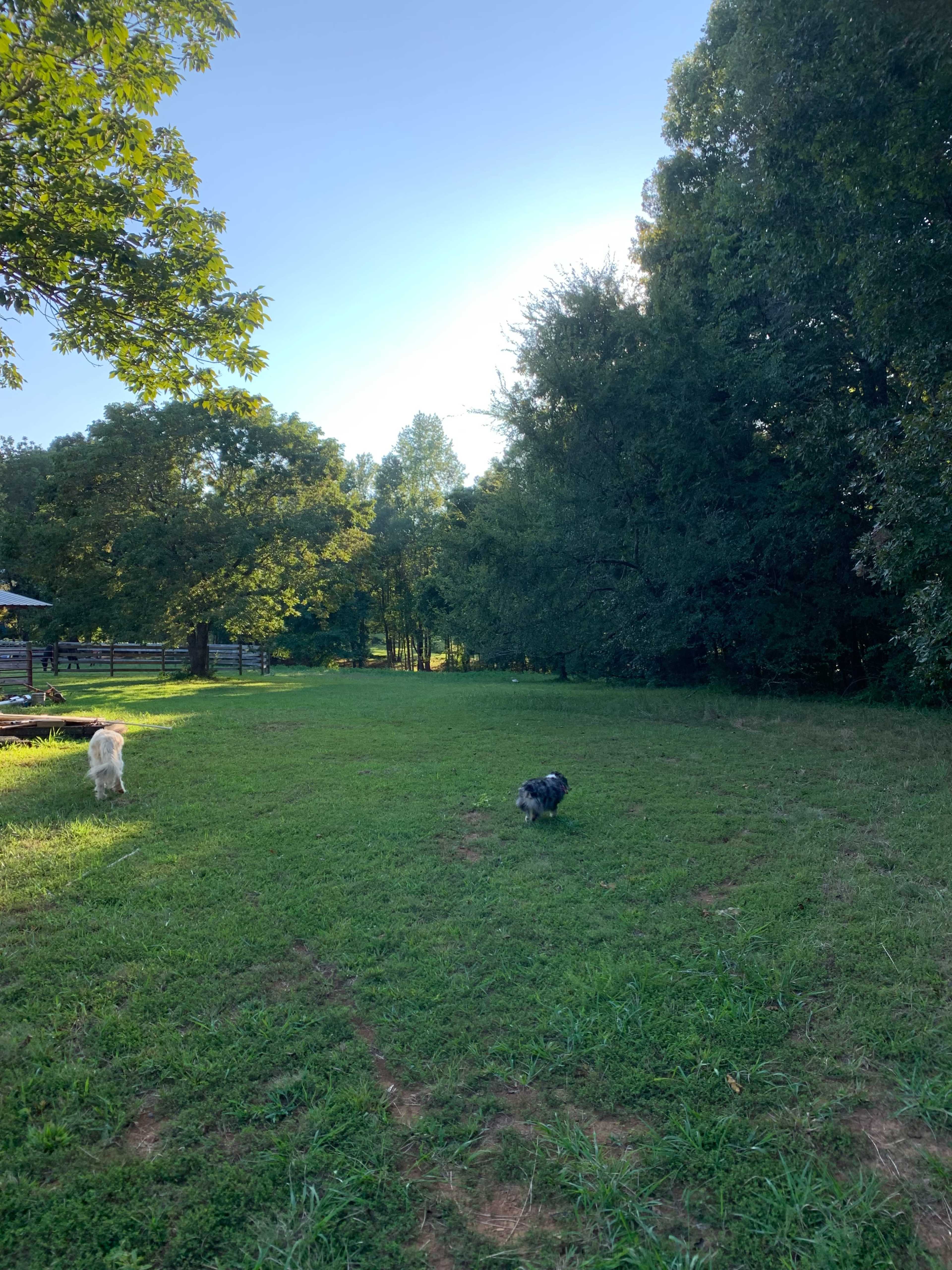 Two dogs are playing in a grassy area surrounded by trees.