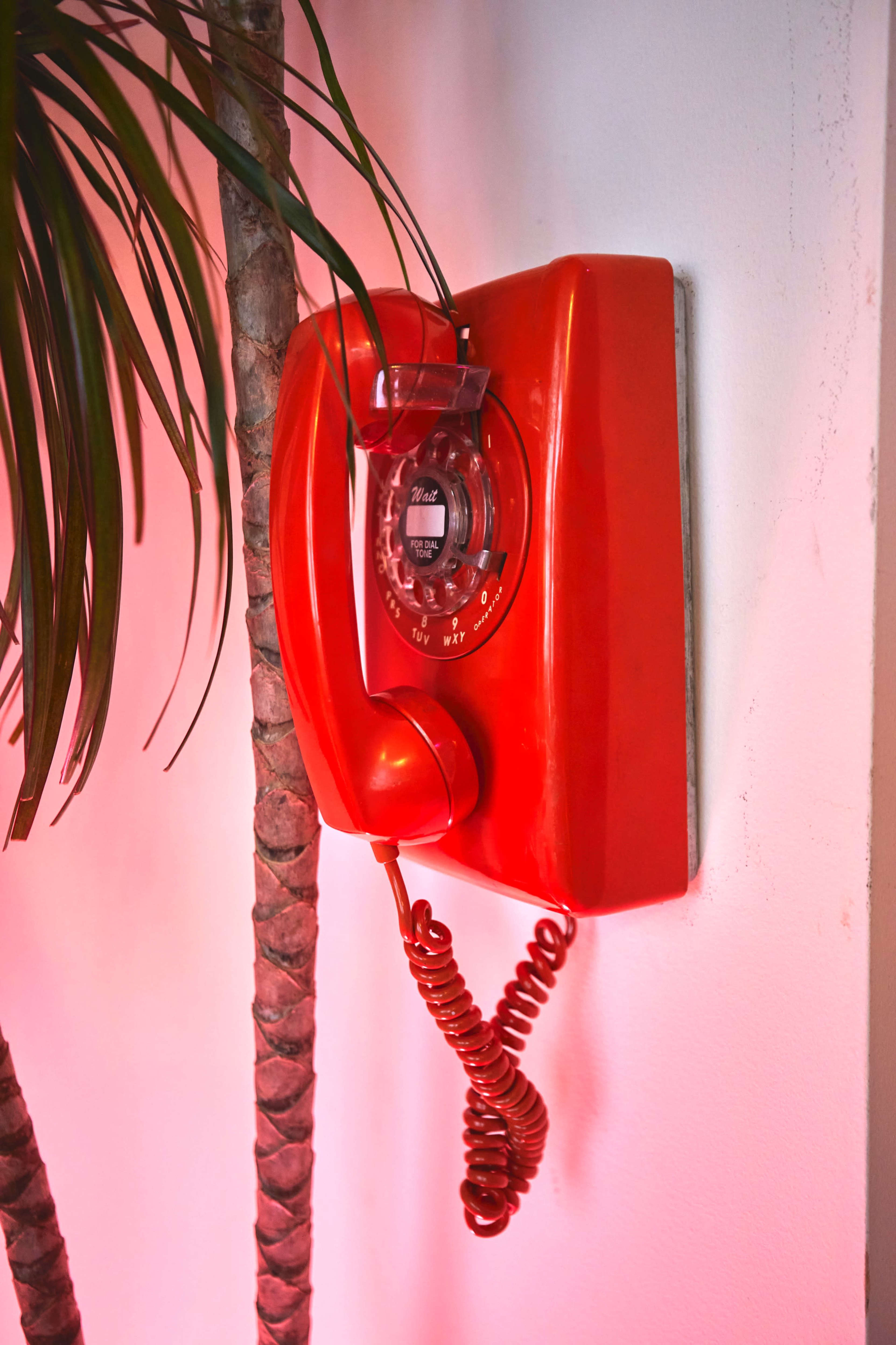 A red rotary telephone is mounted on a wall next to a palm tree.