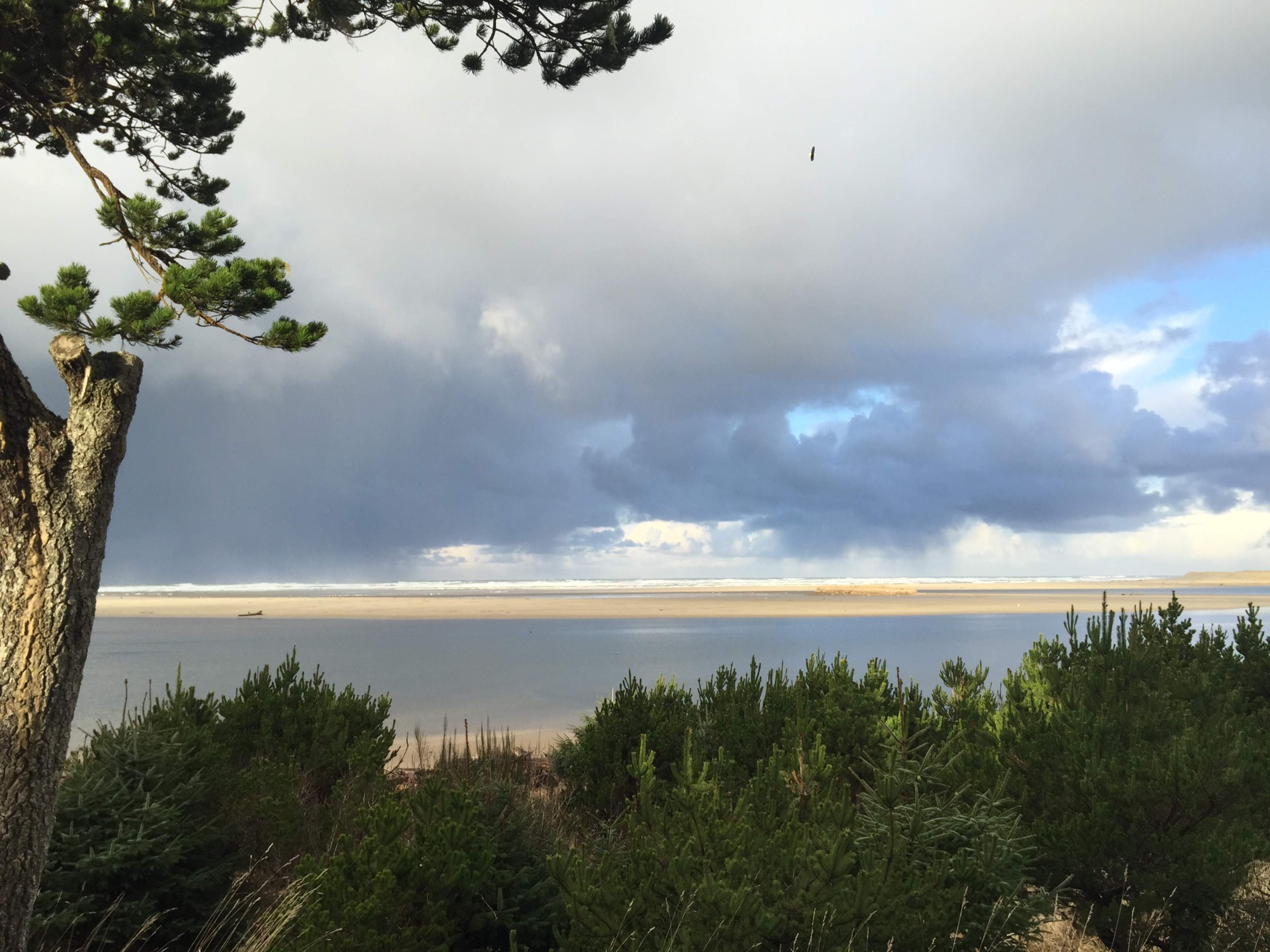 A riverbank is lined with trees and shrubs, with a cloudy sky above and water visible in the distance.