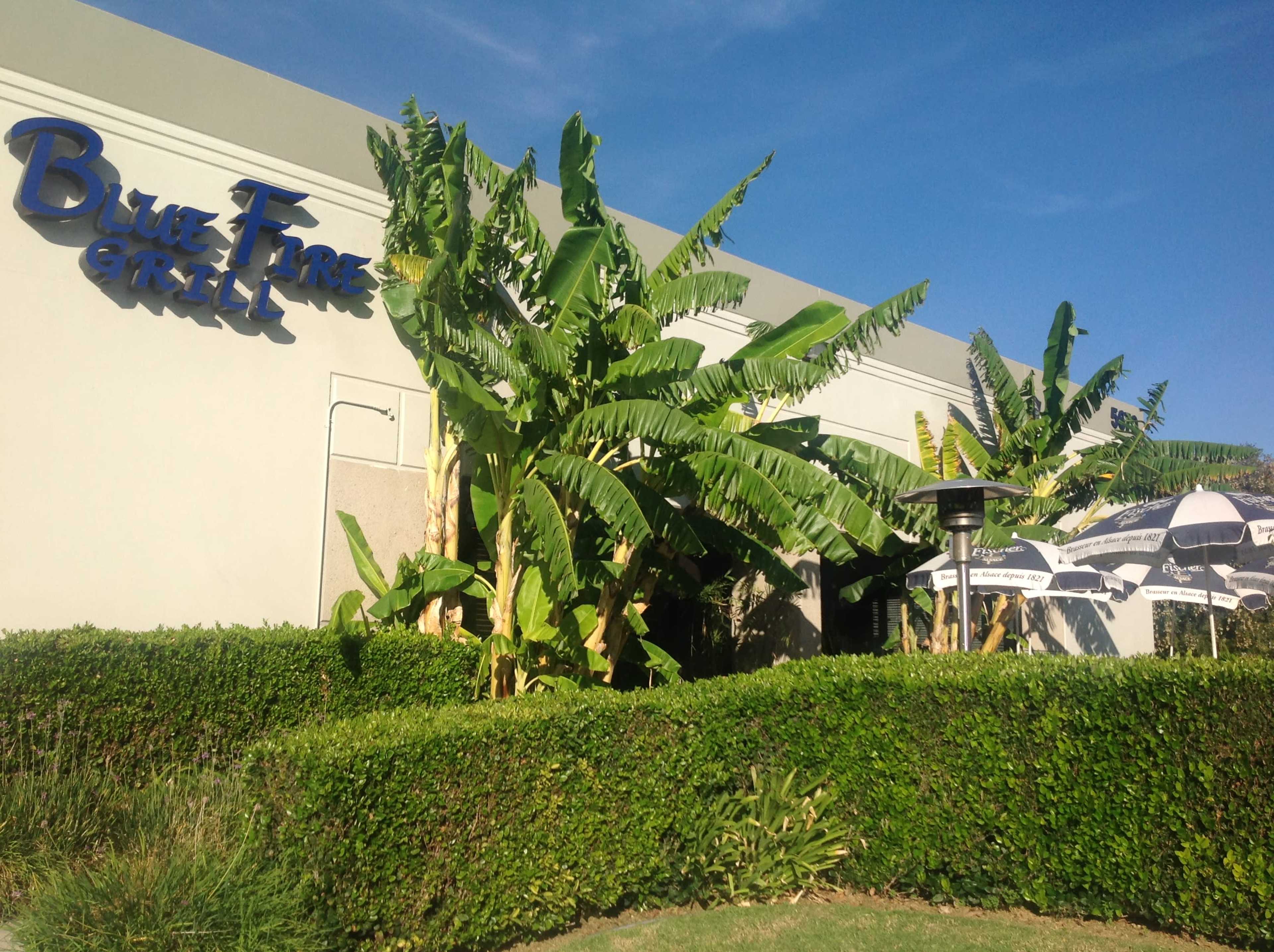 The exterior of a restaurant called Blue Fire Grill, featuring large banana plants and outdoor seating under umbrellas.