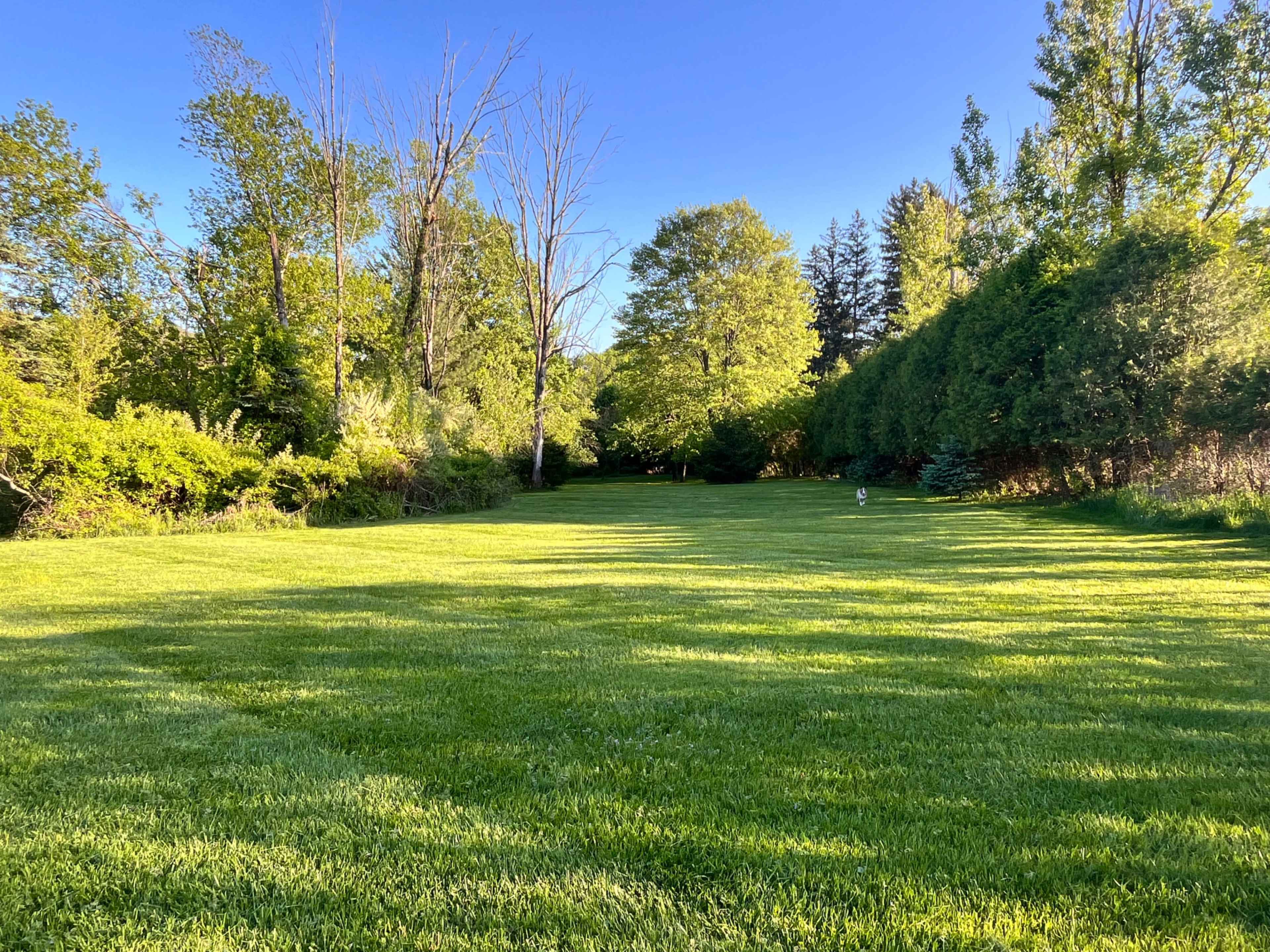 The image shows a grassy field surrounded by trees under a clear blue sky.