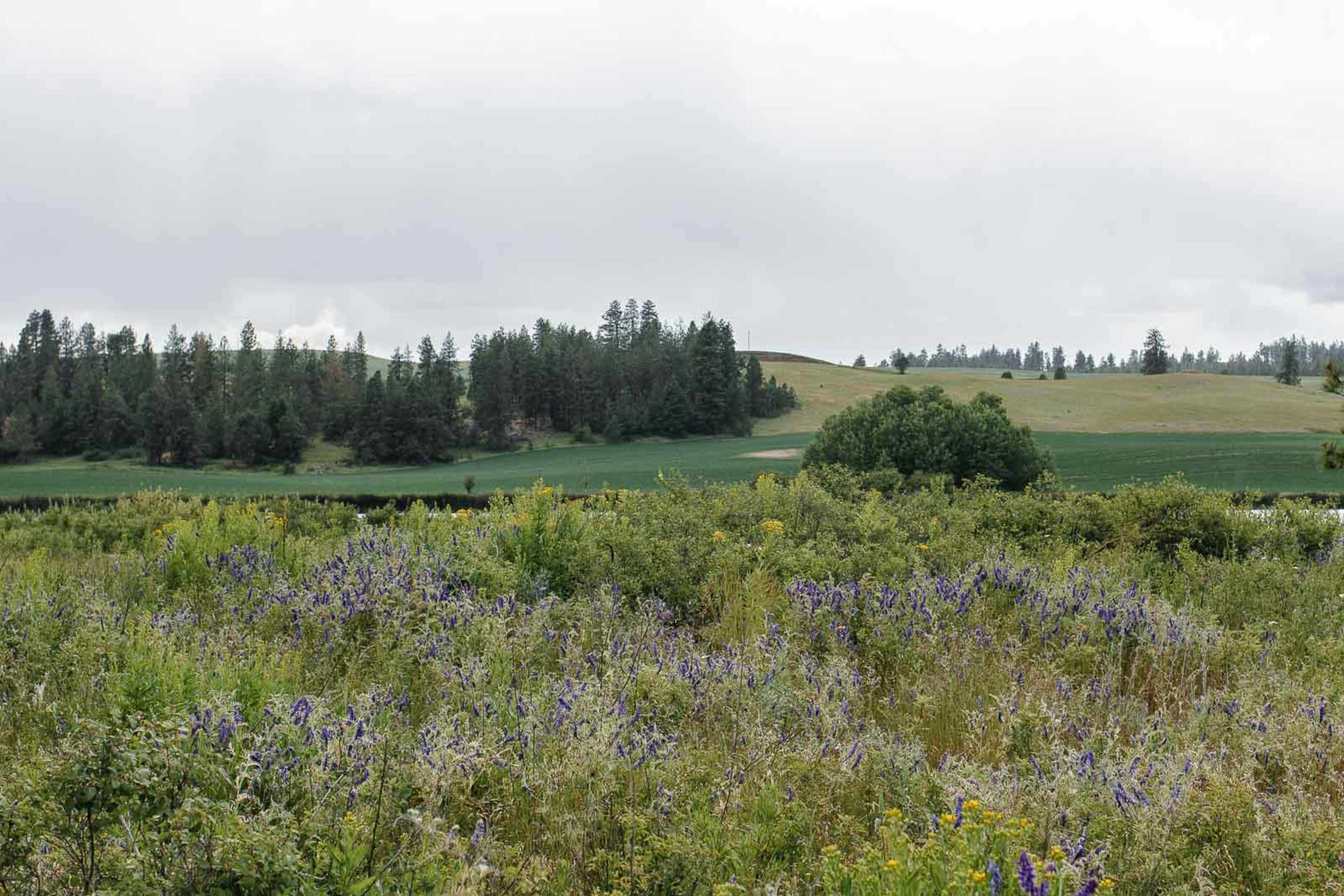 A field covered in wildflowers stretches towards a backdrop of rolling hills and a tree line under a cloudy sky.