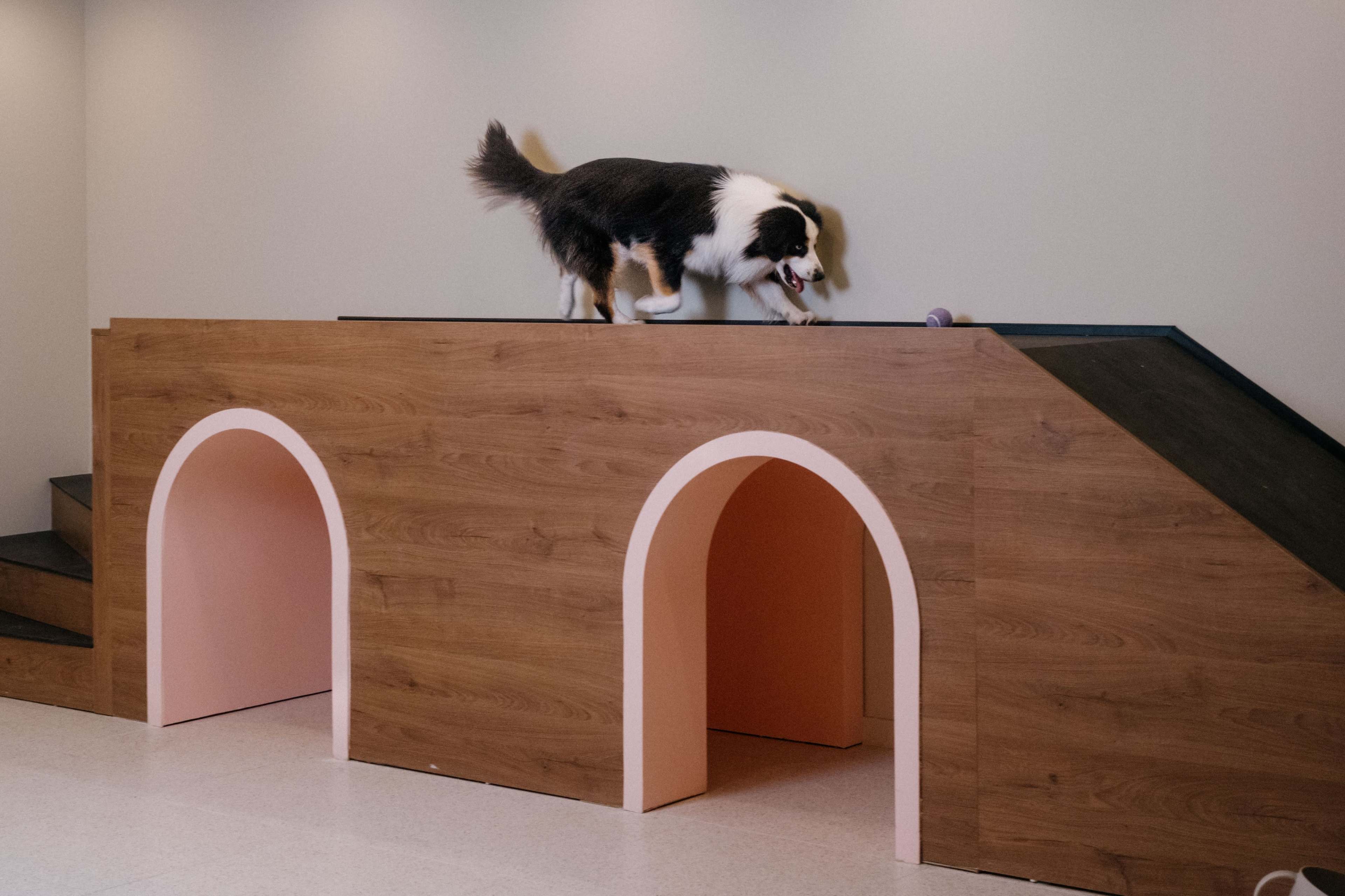 A dog walks along a wooden structure with arches and a ramp in a brightly lit indoor space.