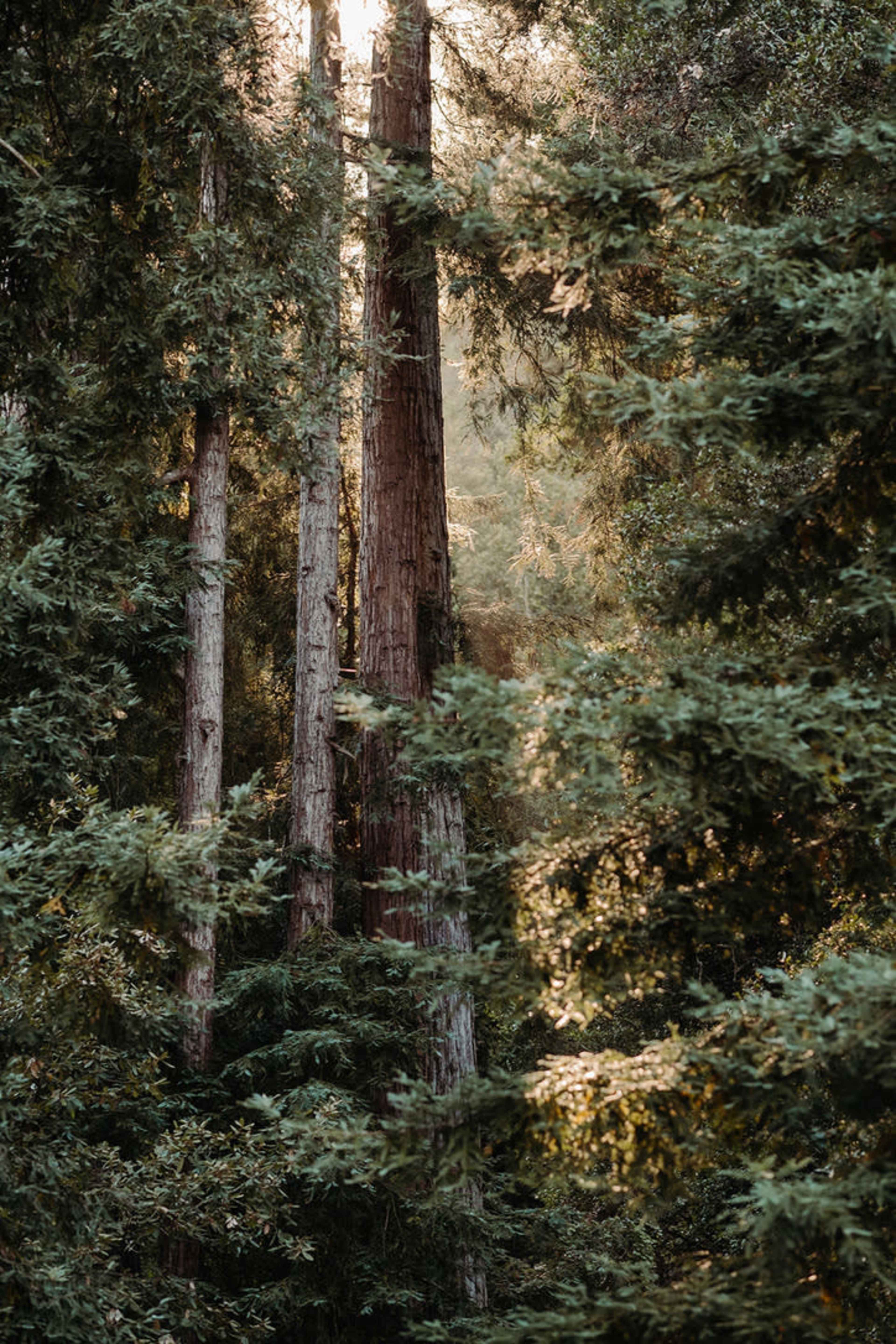 Redwood Radiance: Outdoor & Lifestyle Photoshoot Venue Image in Day Valley, Aptos, CA