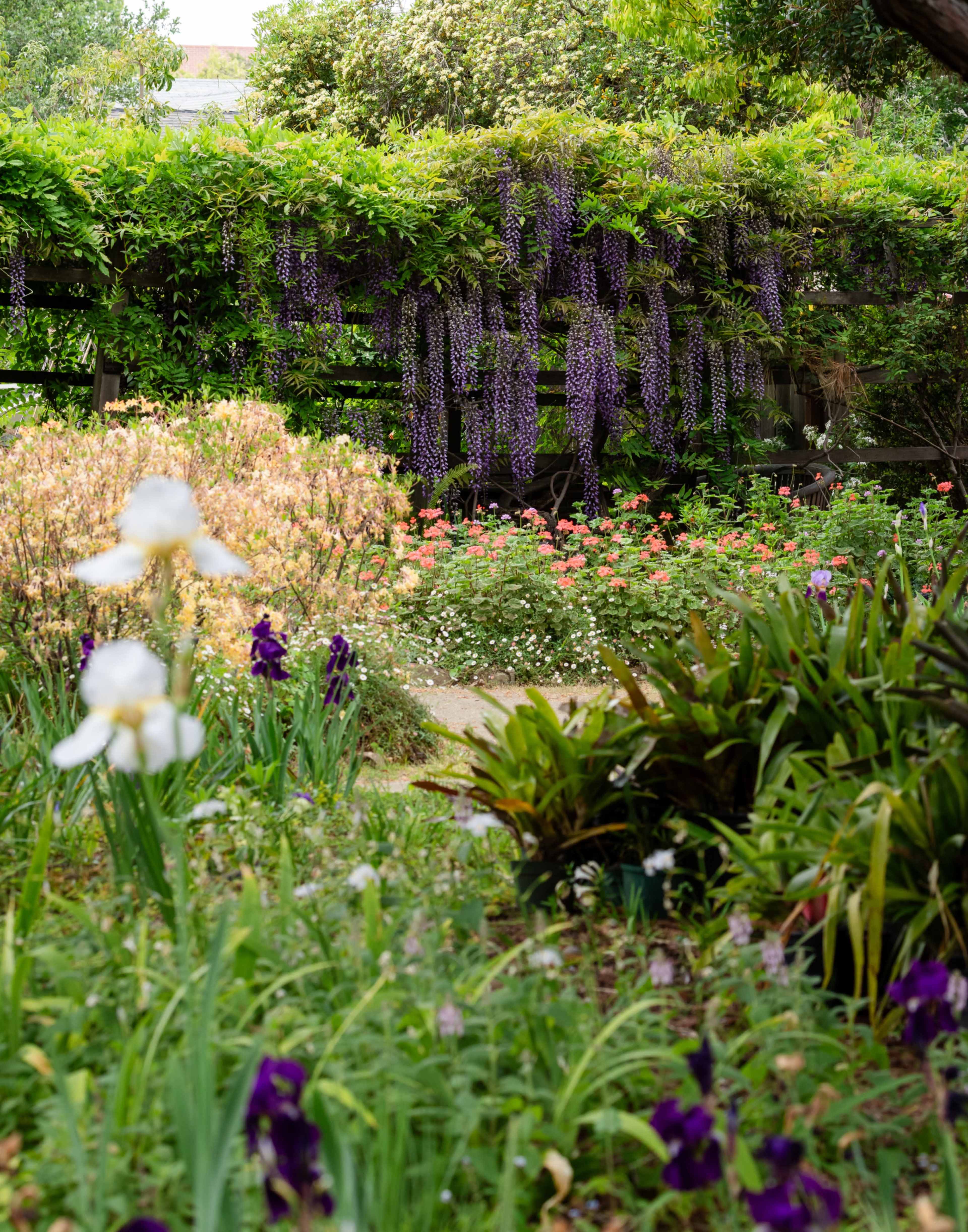 Charming Historic Garden in Downtown Palo Alto Image in University South, Palo Alto, CA