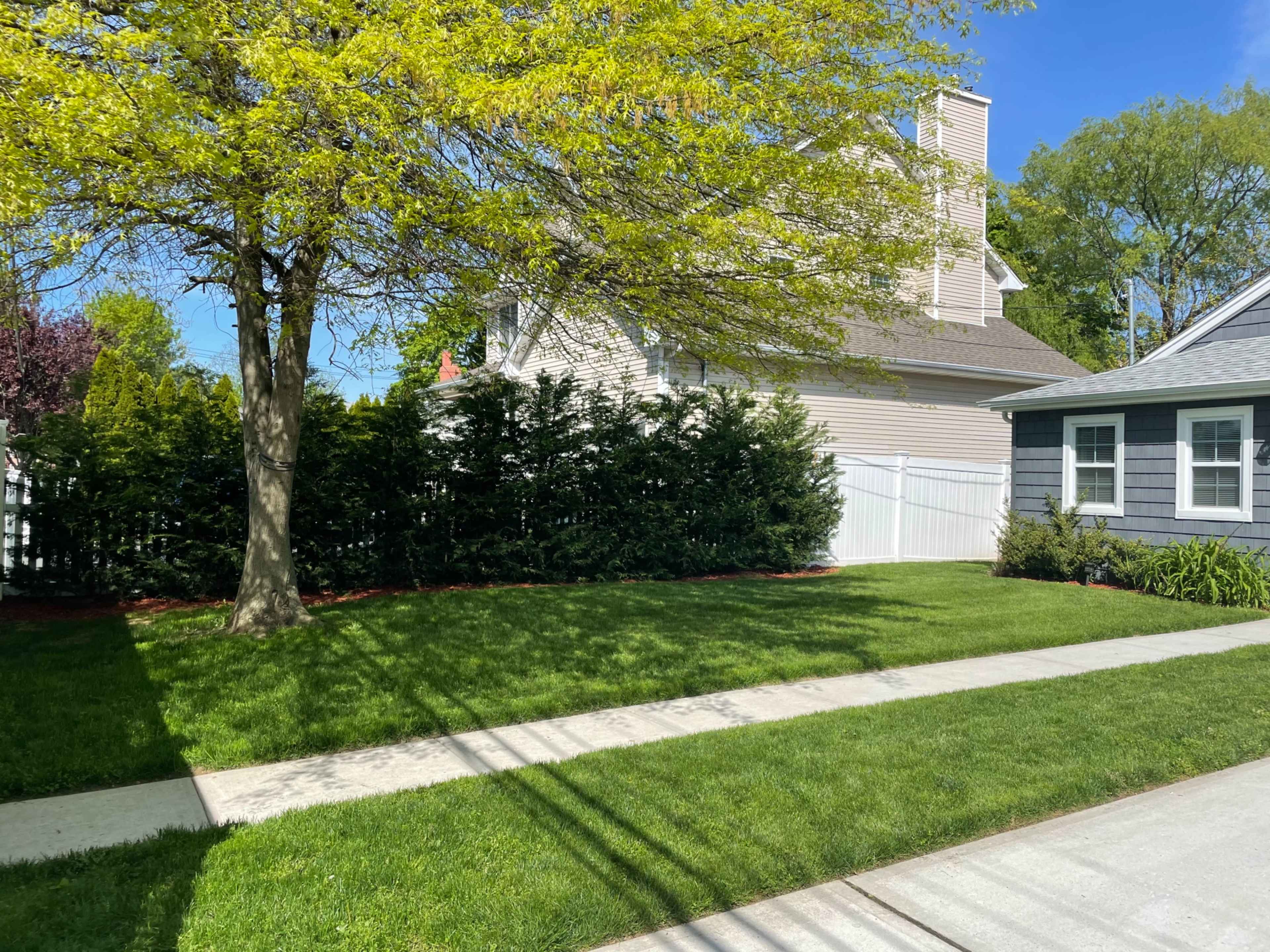 A well-maintained lawn features a tree and hedges beside a concrete sidewalk leading to a residential building.