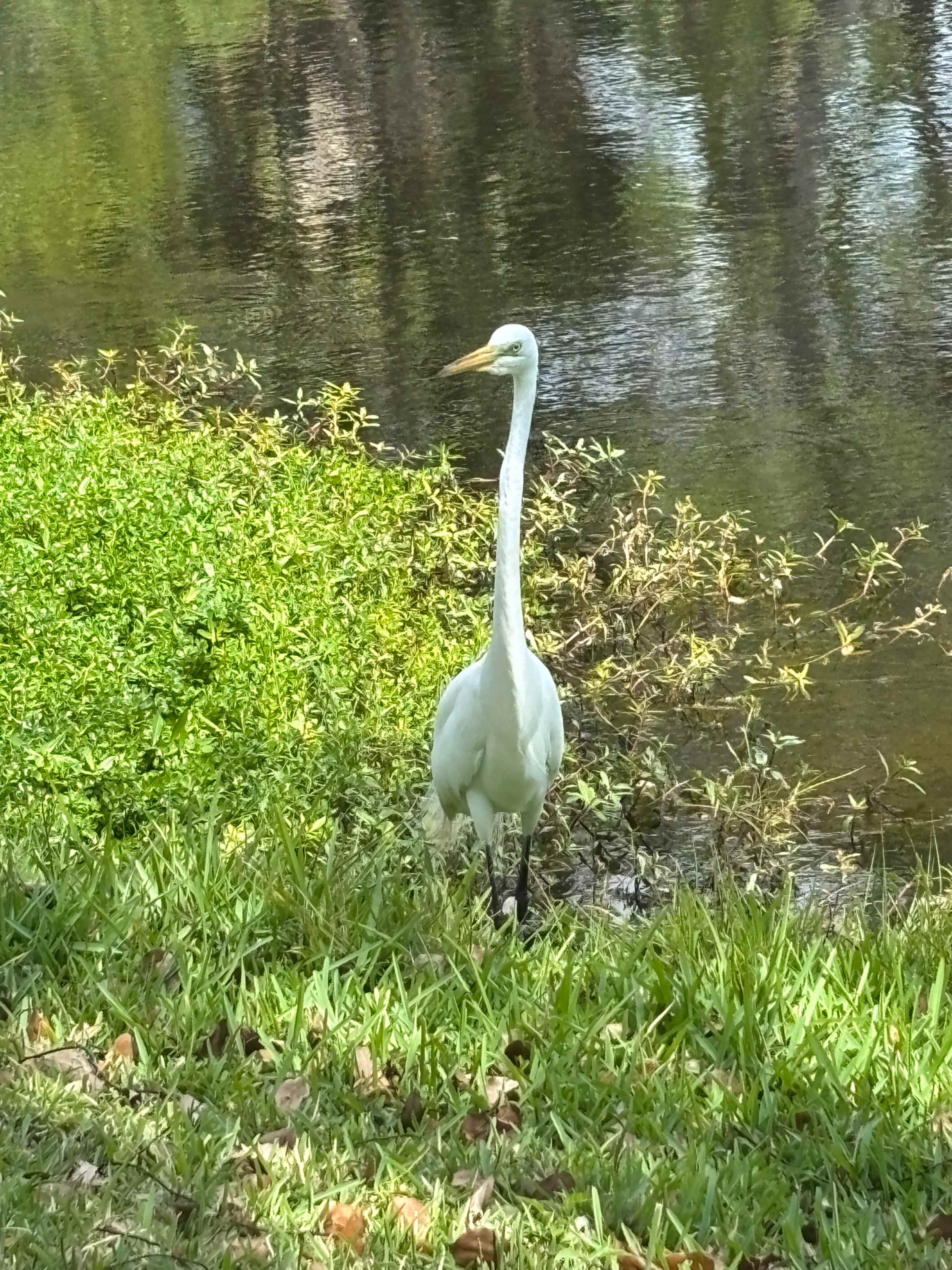 A white heron stands near the edge of a calm waterway surrounded by greenery.