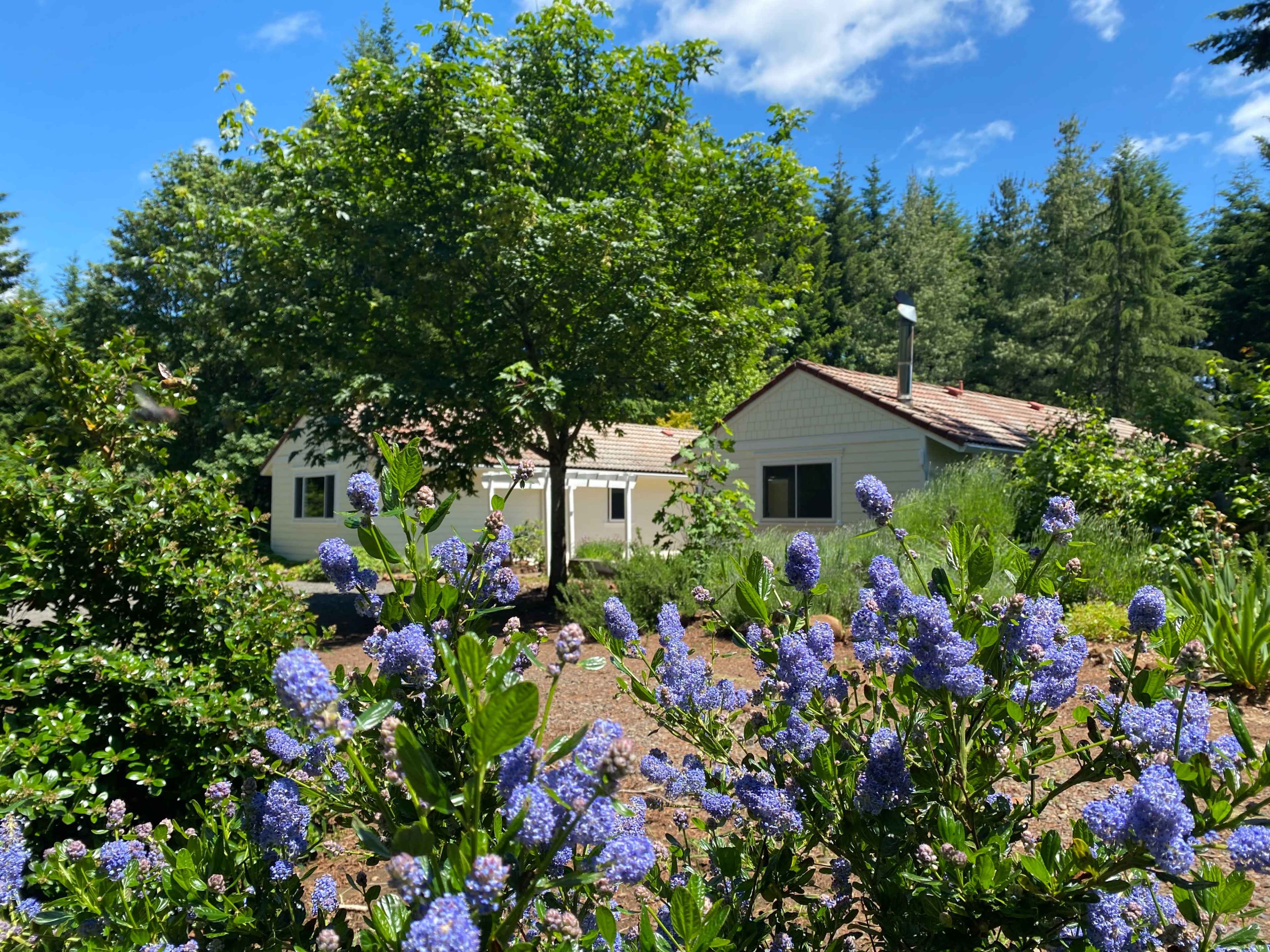 A house with a light-colored exterior is surrounded by green shrubs and blooming purple flowers under a blue sky with scattered clouds.