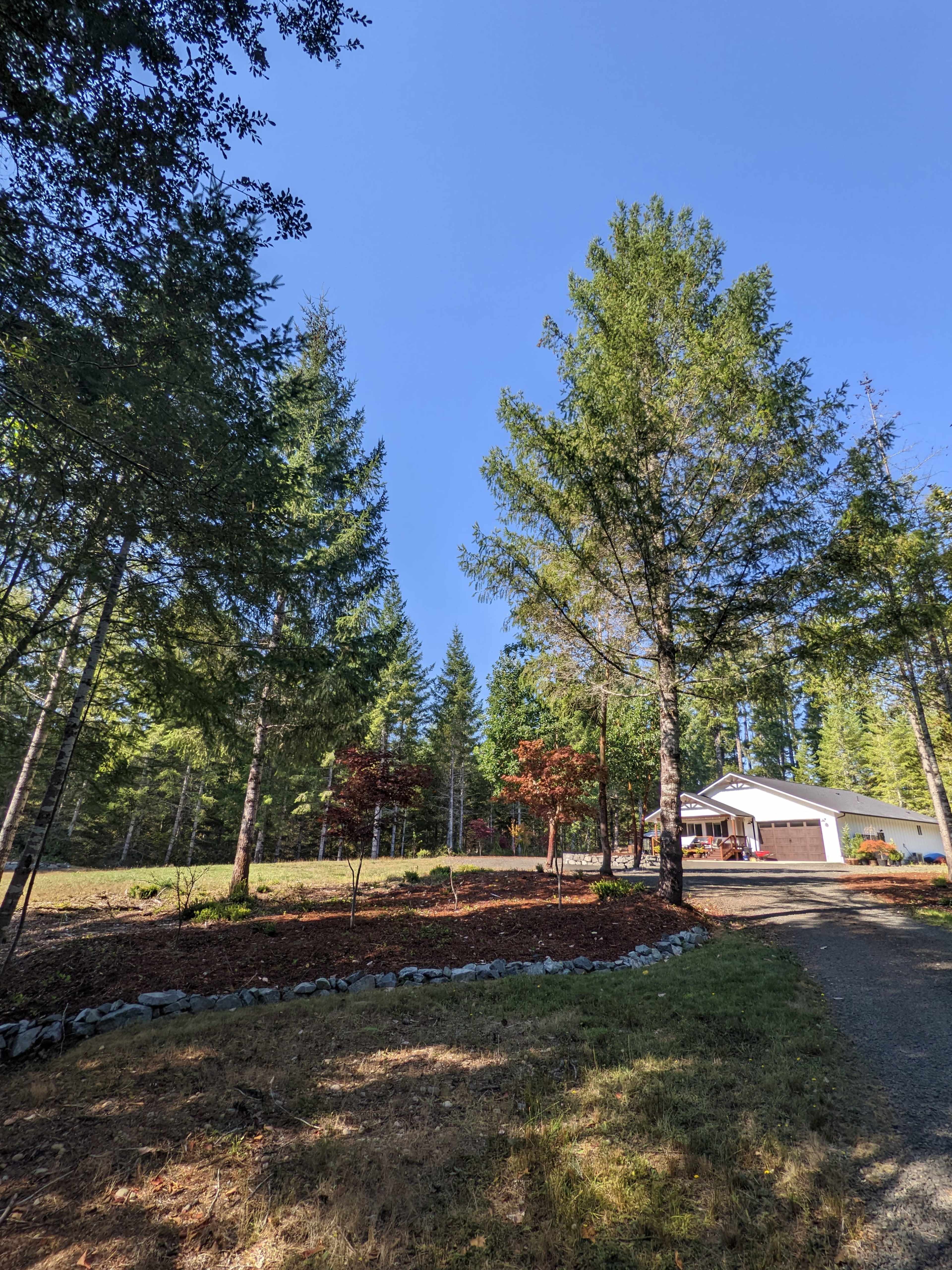 A driveway leading to a house surrounded by tall evergreen trees and a clear blue sky.