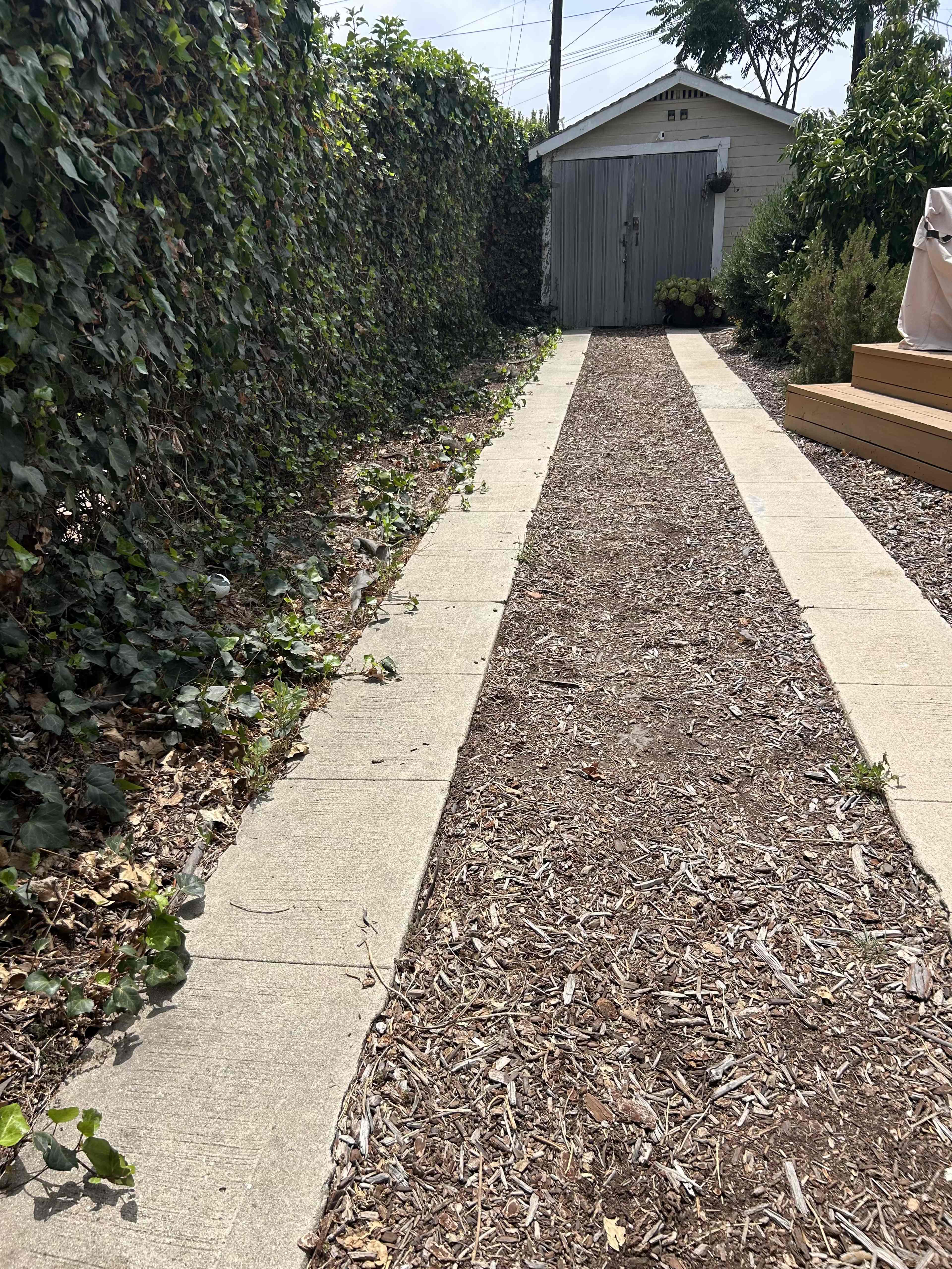 A narrow pathway lined with concrete blocks runs between two dense greenery walls, leading to a shed at the end.