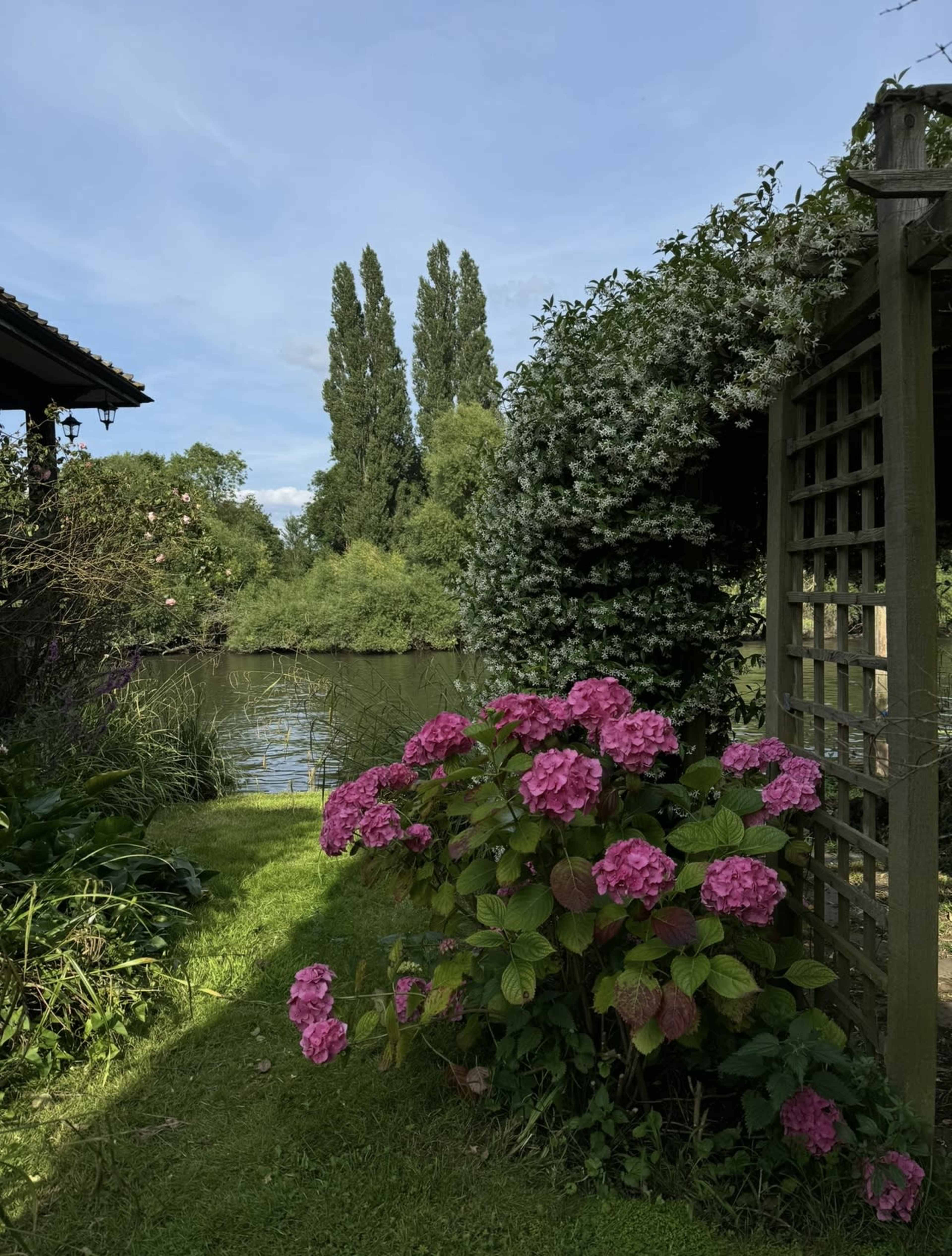 A cluster of pink hydrangeas blooms near a wooden trellis by a serene riverbank surrounded by lush greenery and tall trees.