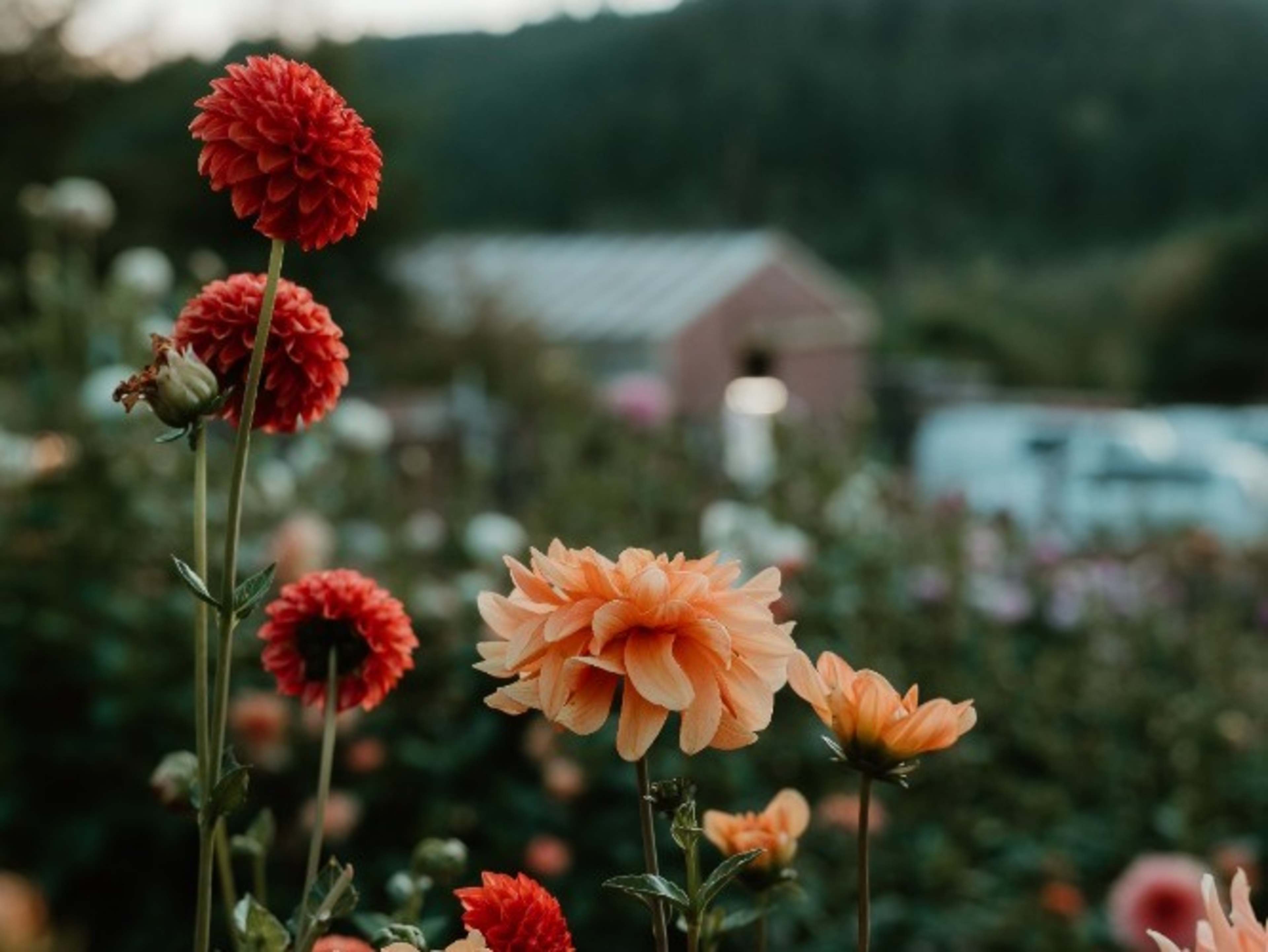 Seasonal Floral Harvest for Shoots