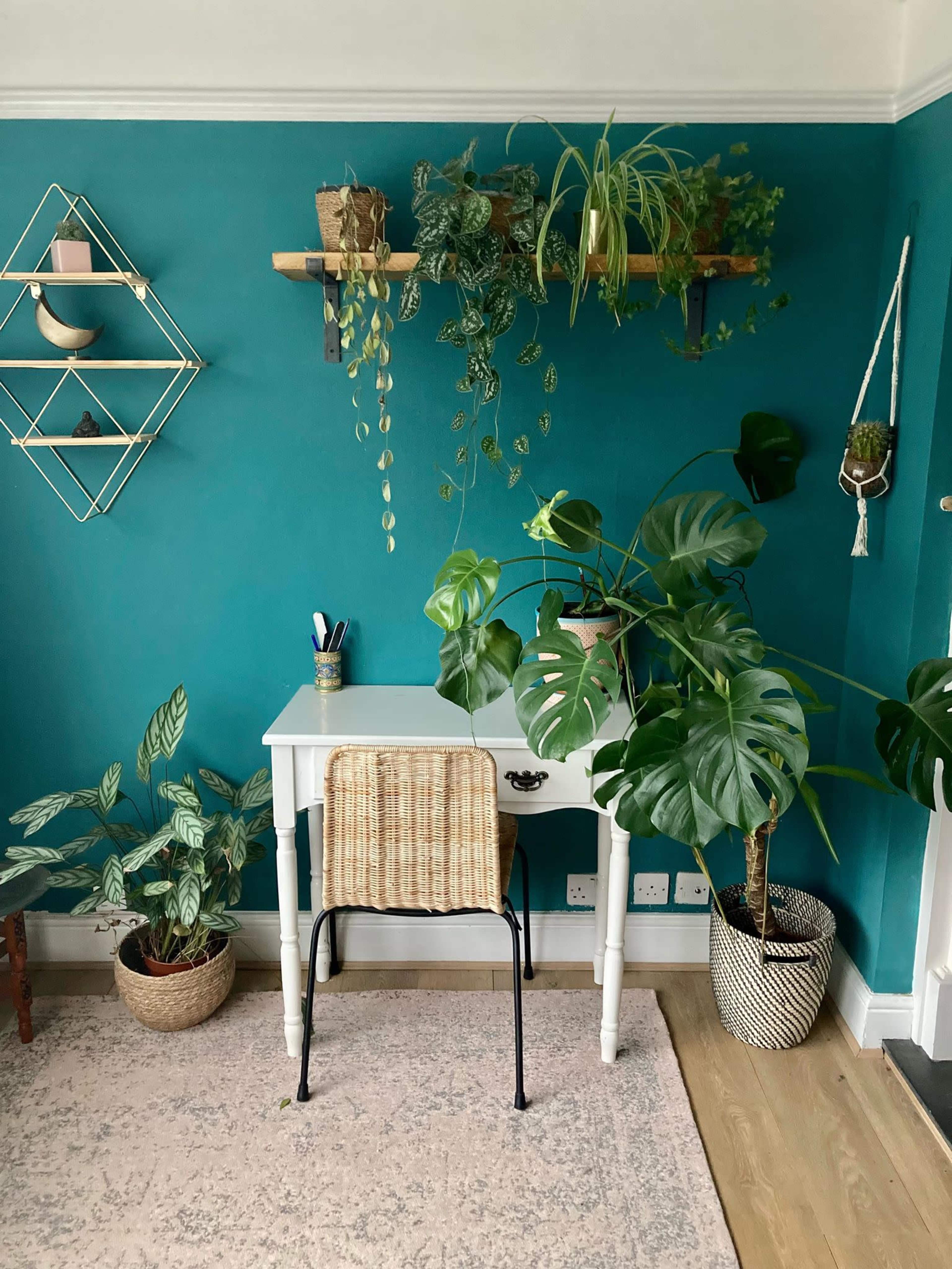 A bright turquoise wall features a white desk with a chair, surrounded by various green plants and decorative shelving.
