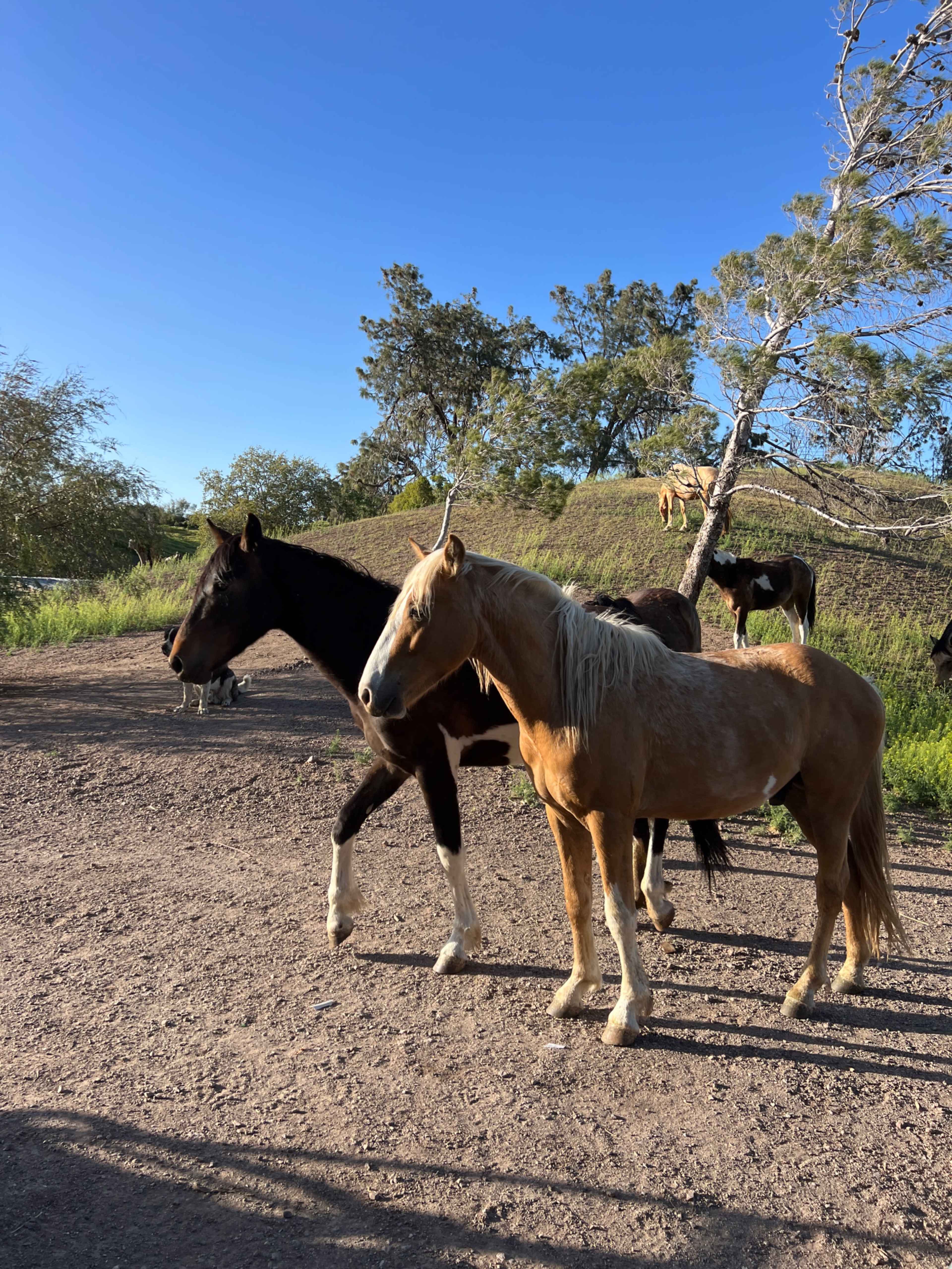 Two horses, one black and one tan, walk alongside each other on a dirt path with trees in the background.