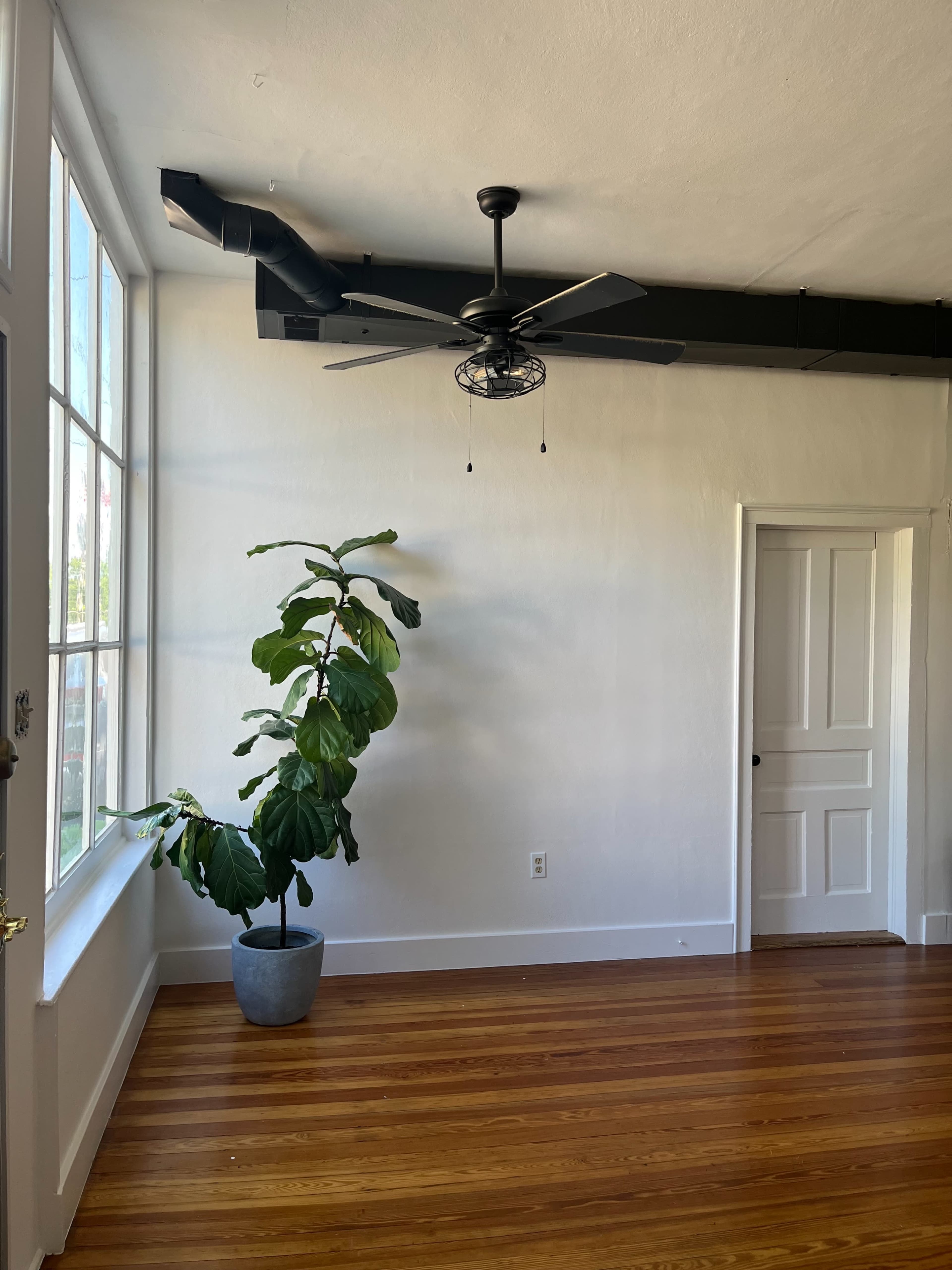 A potted plant stands in a room with wooden flooring, a ceiling fan is mounted above, and a door is visible to the right.