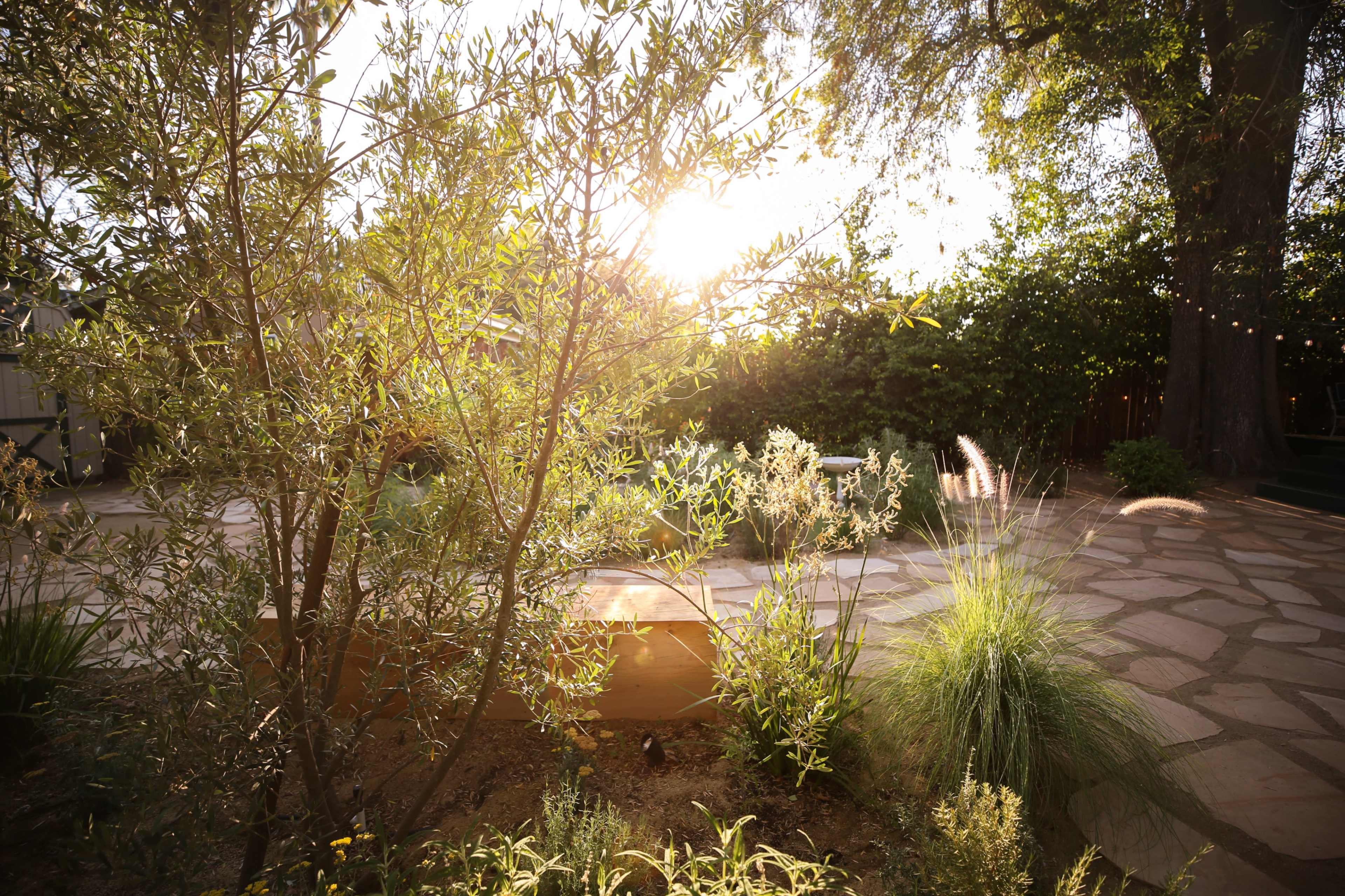 The image depicts a garden scene with sunlit plants surrounded by a stone pathway.