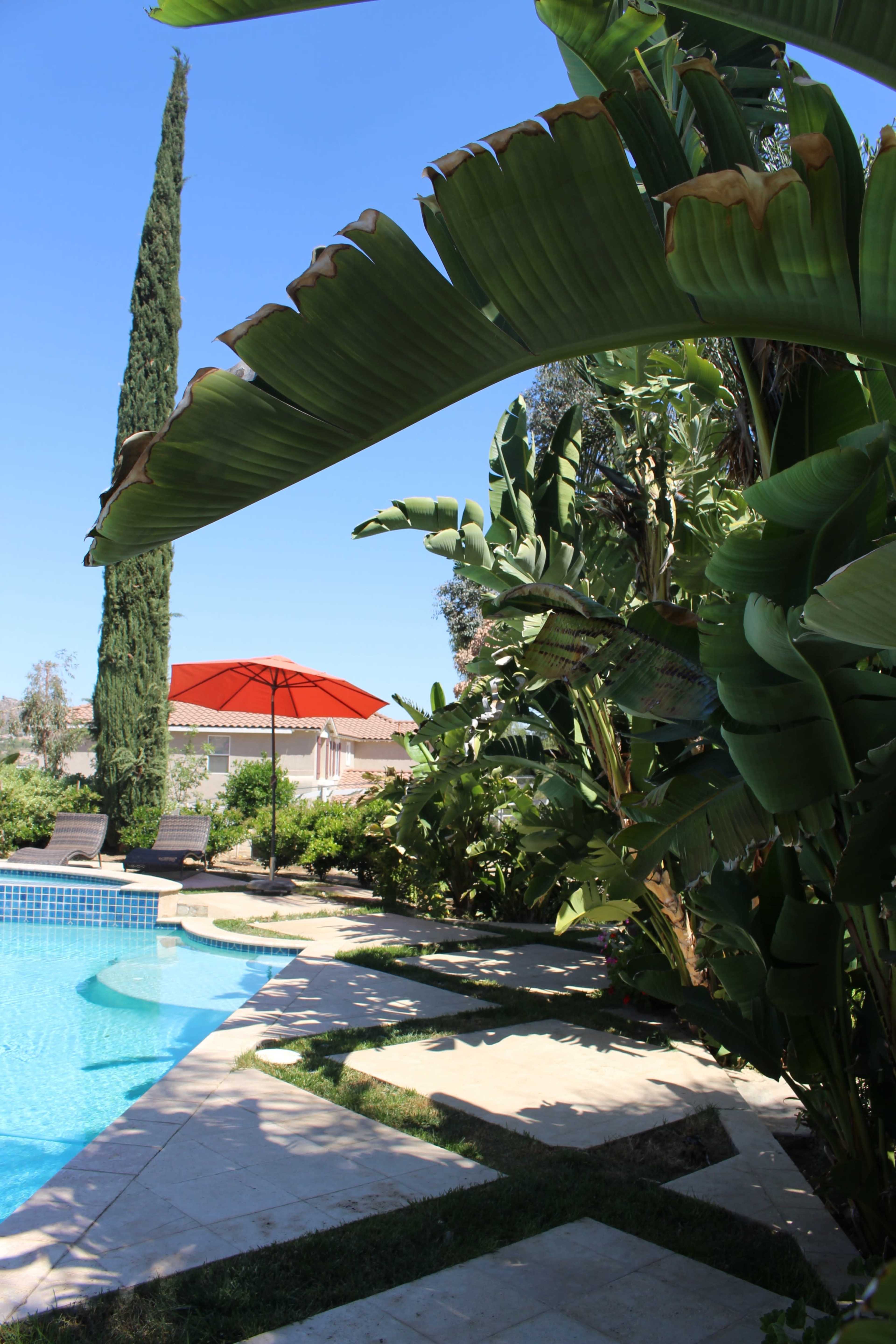 A swimming pool area is bordered by tropical plants, featuring an orange umbrella and a tall cypress tree against a clear blue sky.