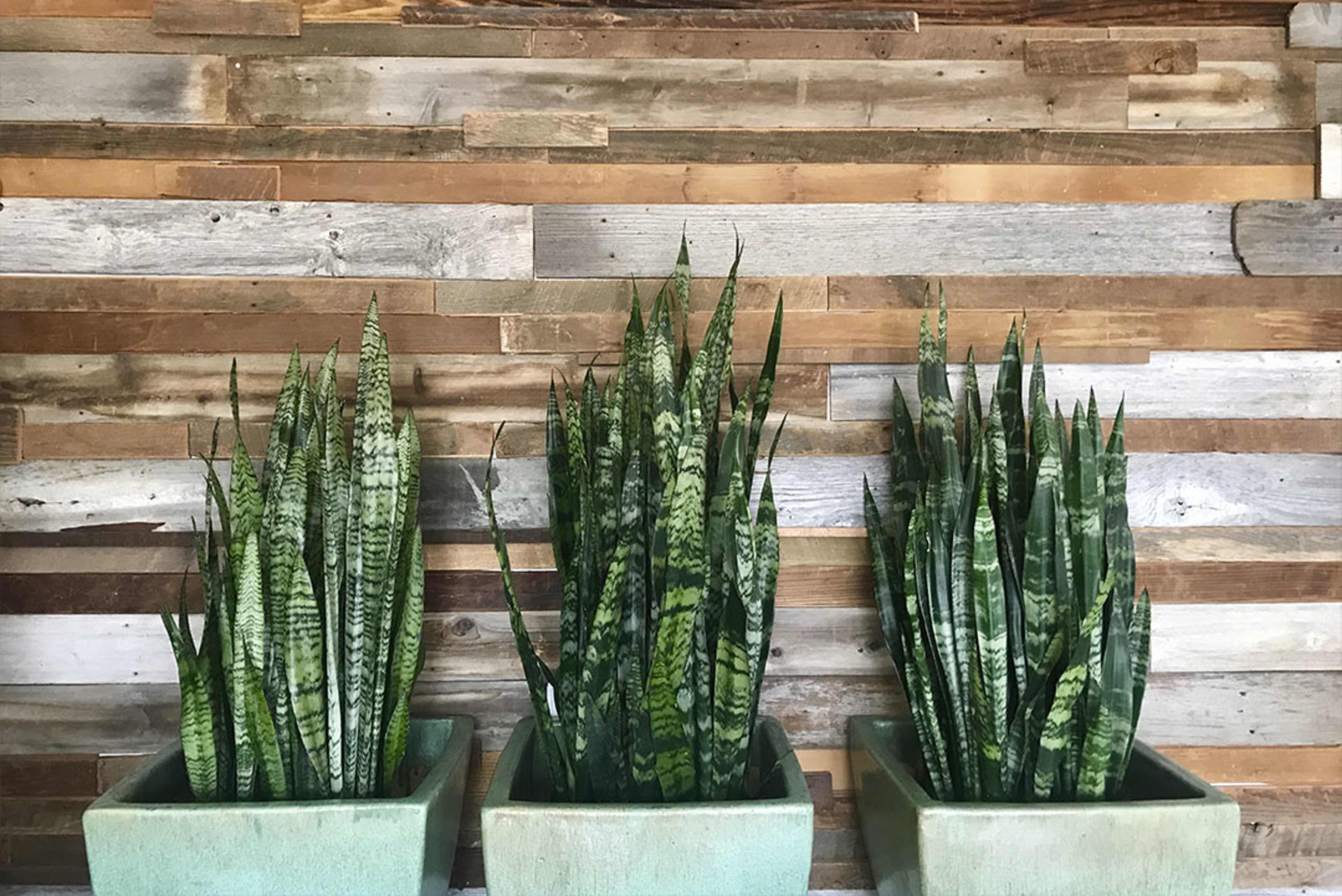 Three potted snake plants are displayed against a rustic wooden wall.