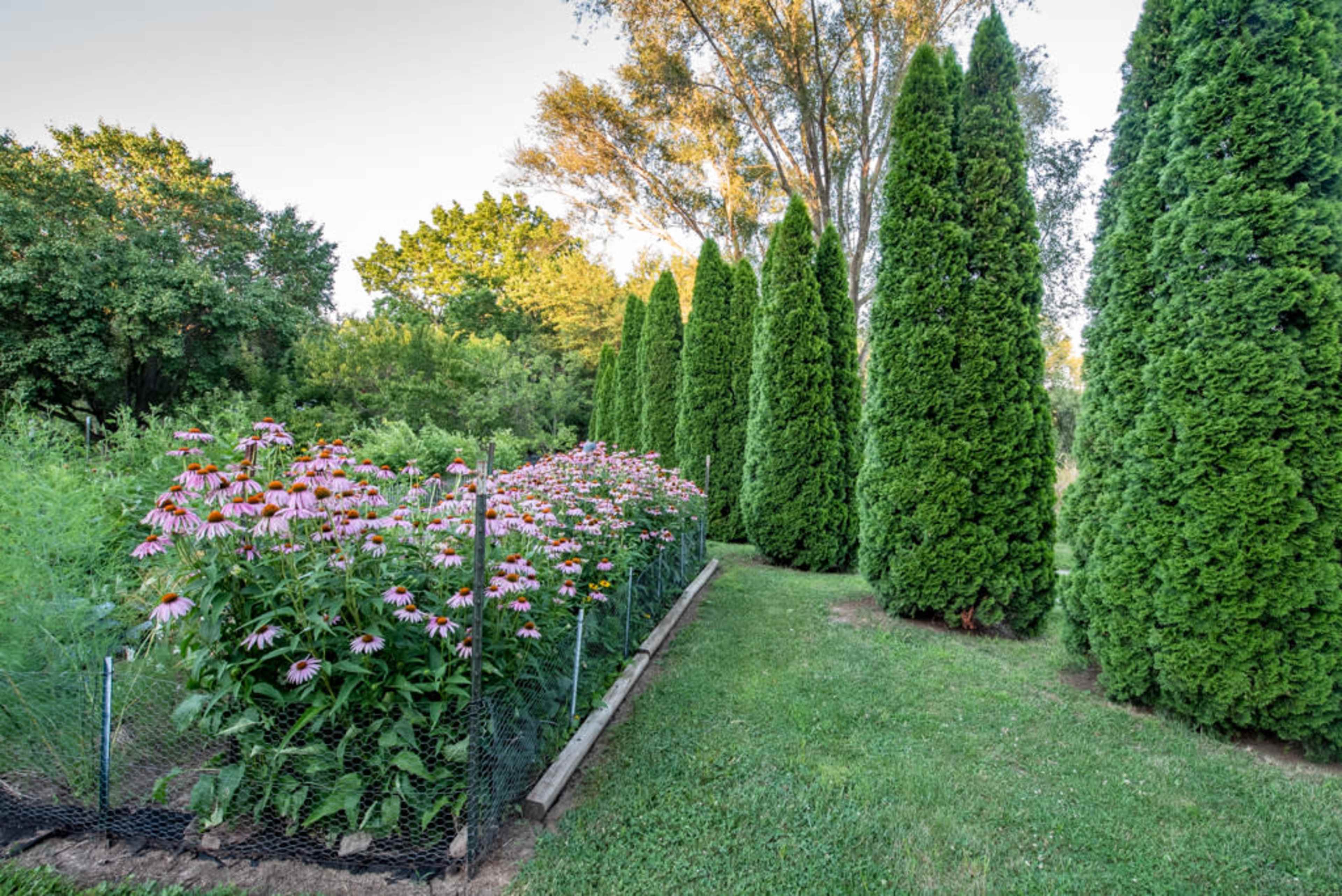 A garden with a row of coneflowers is lined by tall, green evergreen trees along one side.