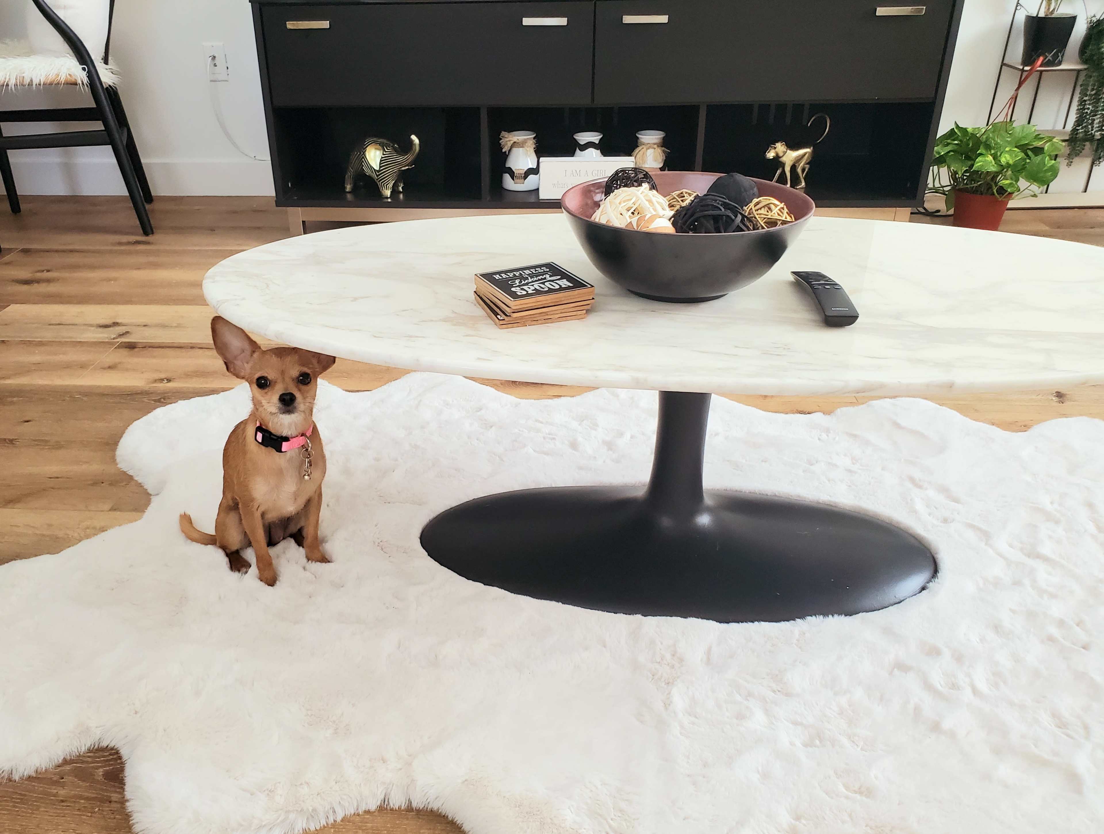 A small dog with a pink collar sits beside a round coffee table on a white rug in a living room setting.