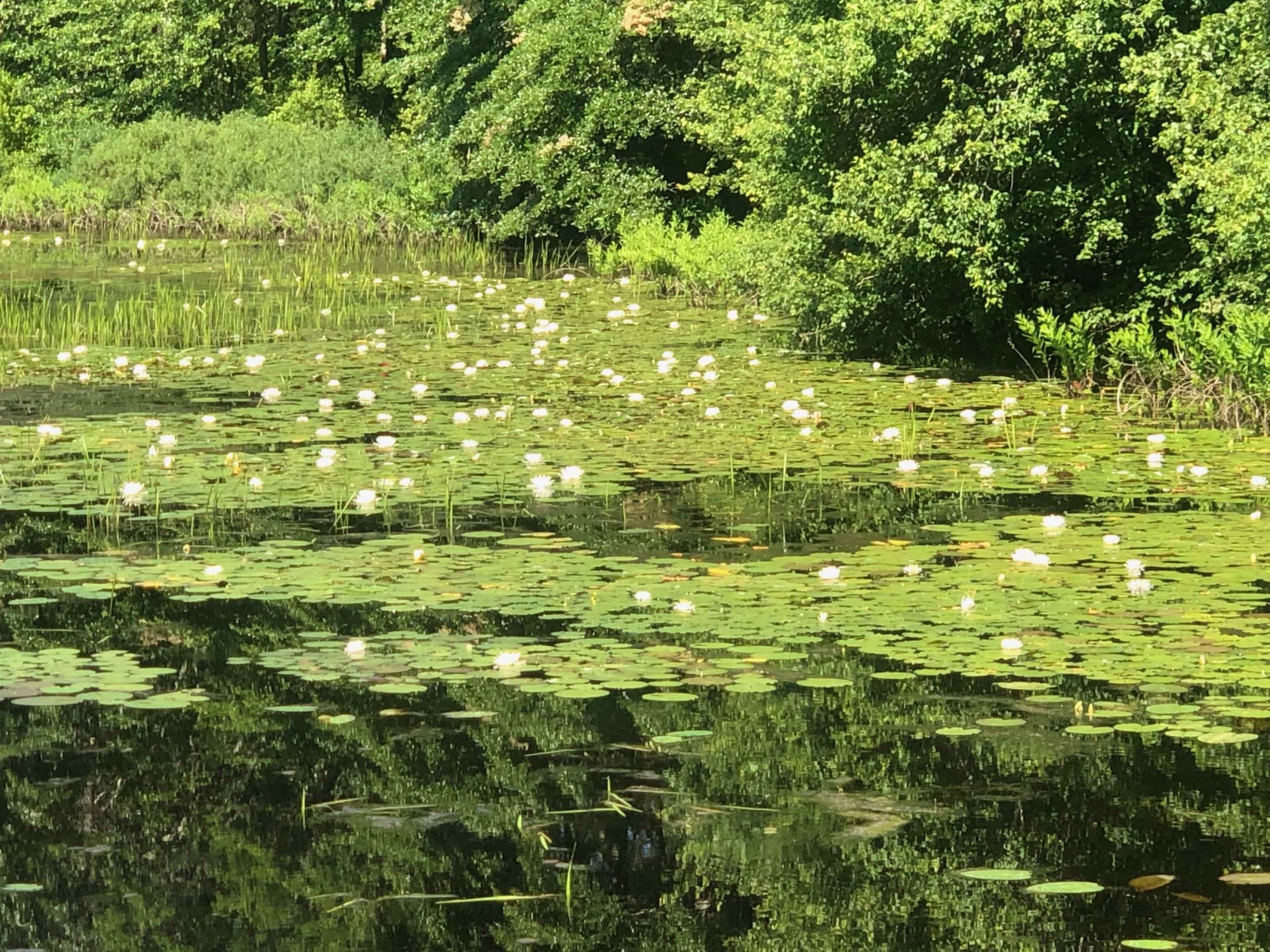 A calm pond is covered with green lily pads and white water lilies, surrounded by lush greenery.