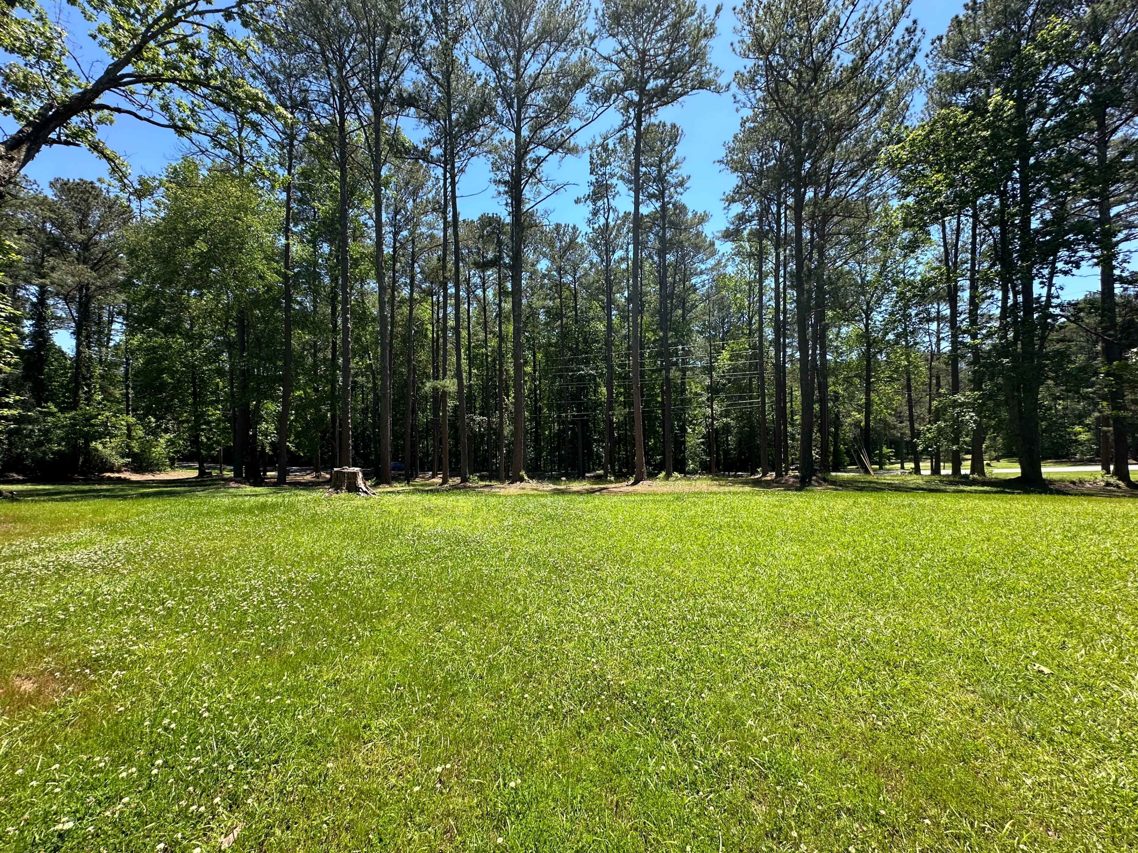 A wide expanse of lush green grass bordered by tall pine trees under a clear blue sky.