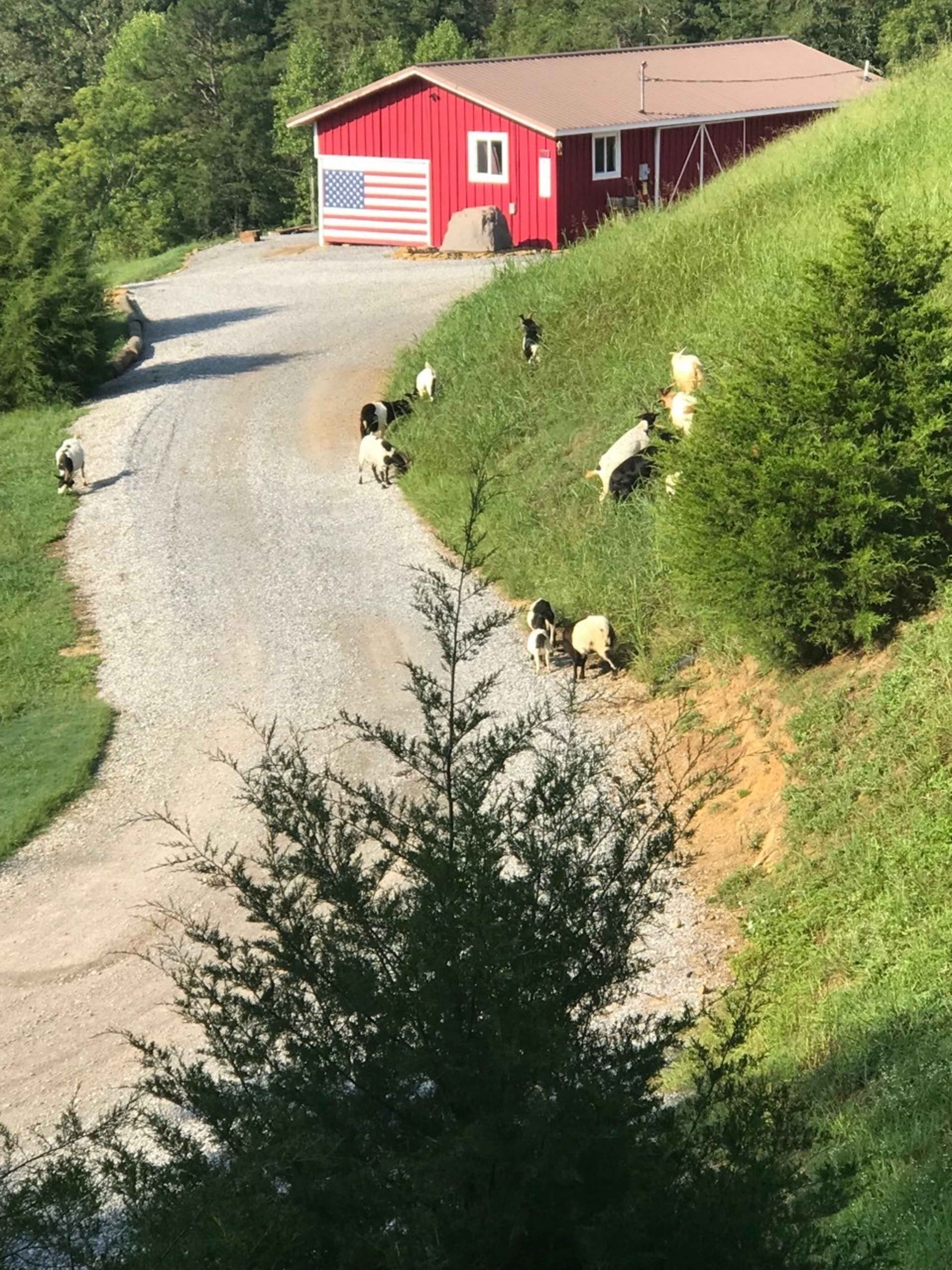 A gravel road leads to a red barn featuring an American flag, surrounded by grass and grazing cows.