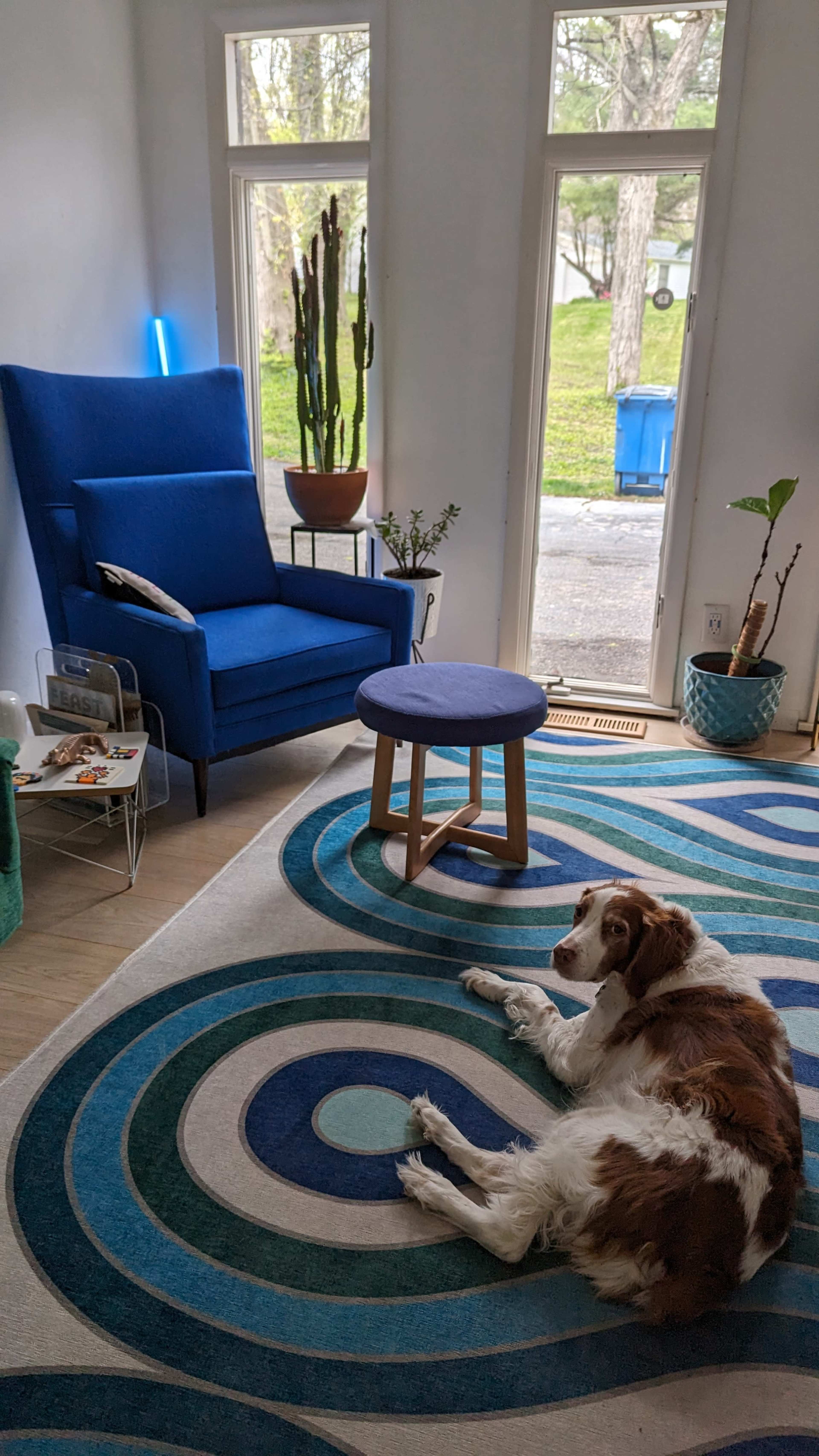 A brown and white dog lies on a patterned rug in a brightly lit living room with a blue armchair and a small wooden table.