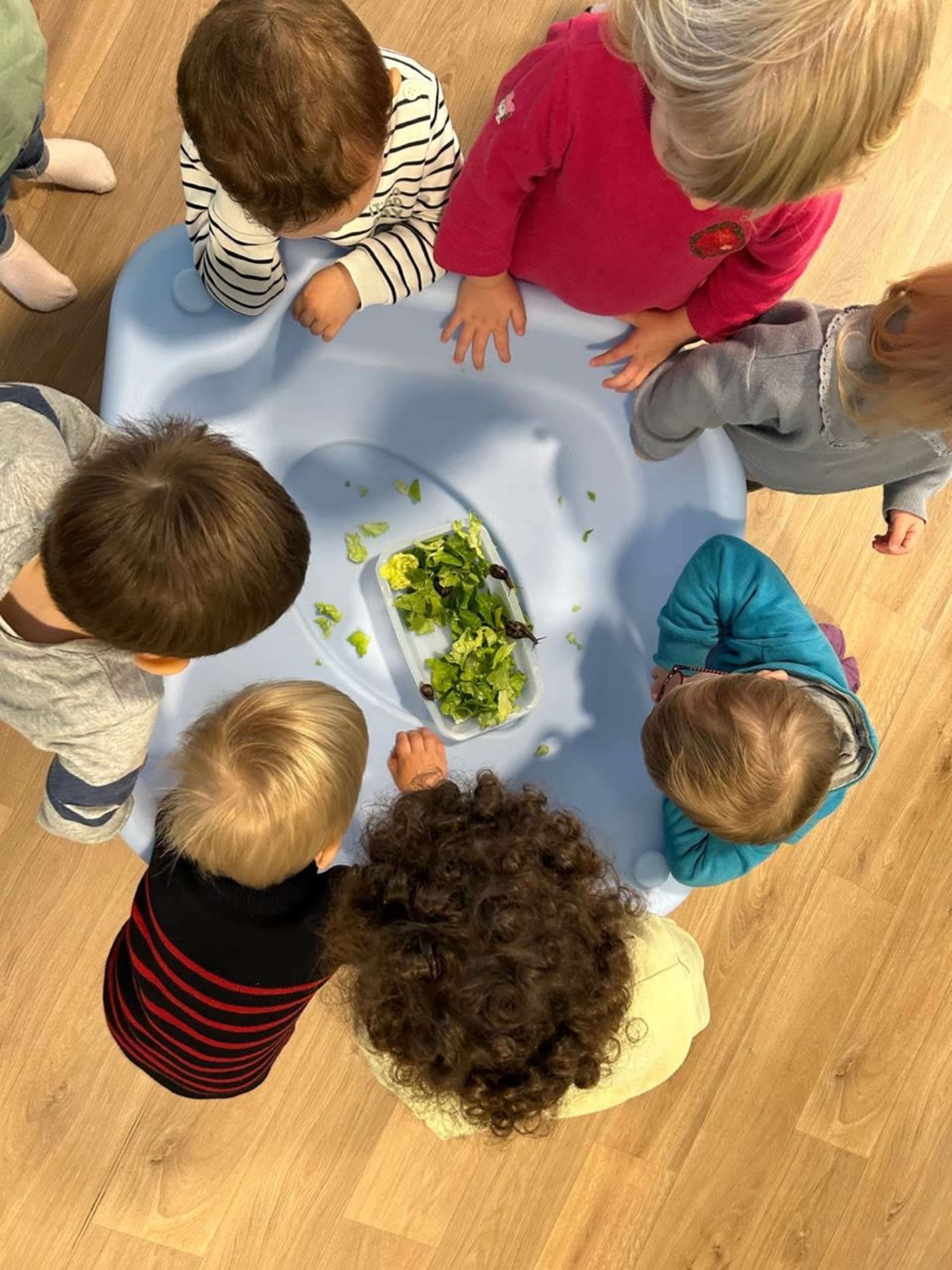 A group of children gathers around a blue table, observing a pile of lettuce in the center.