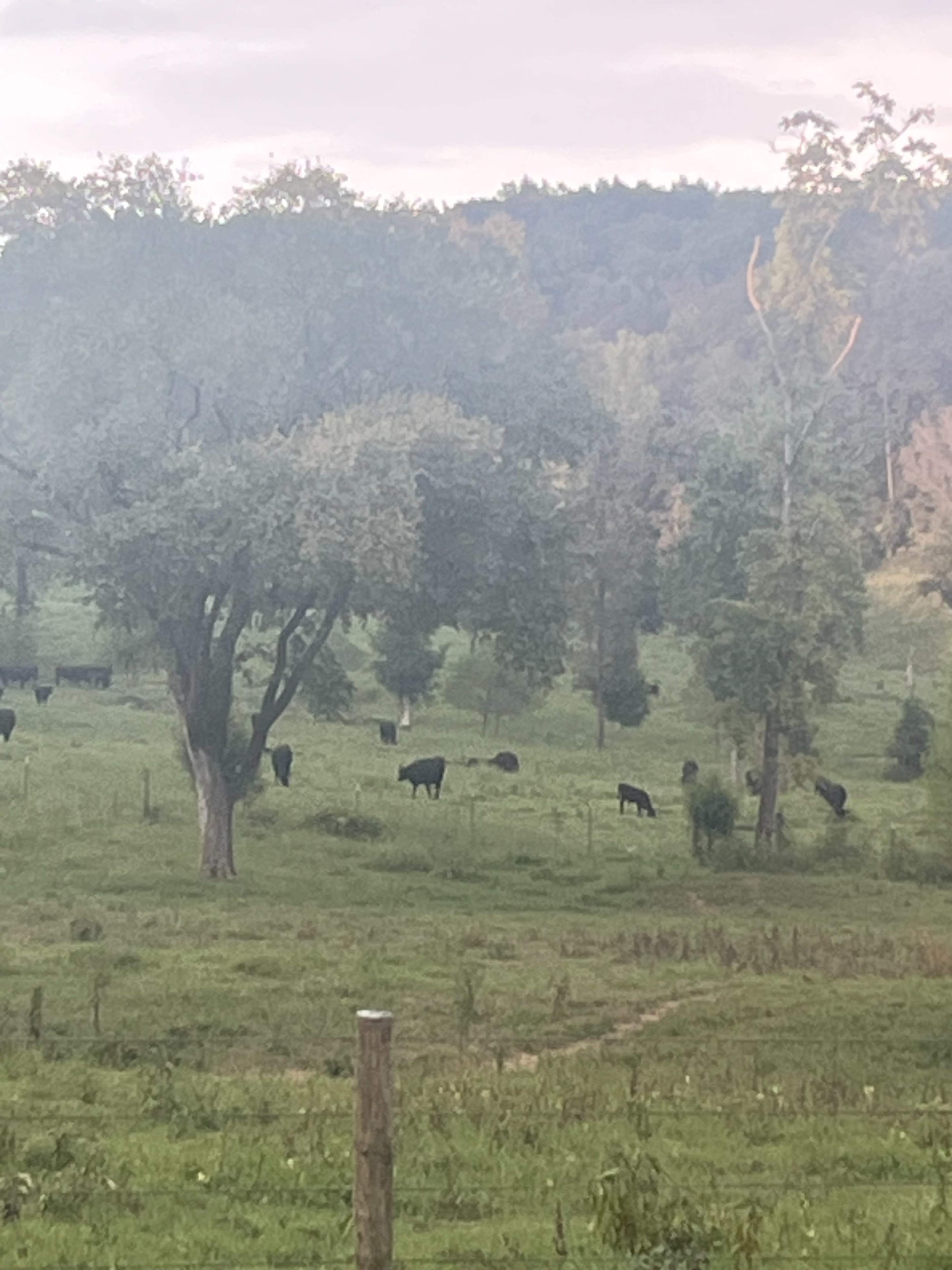 A herd of cattle grazes in a green field surrounded by trees and rolling hills.